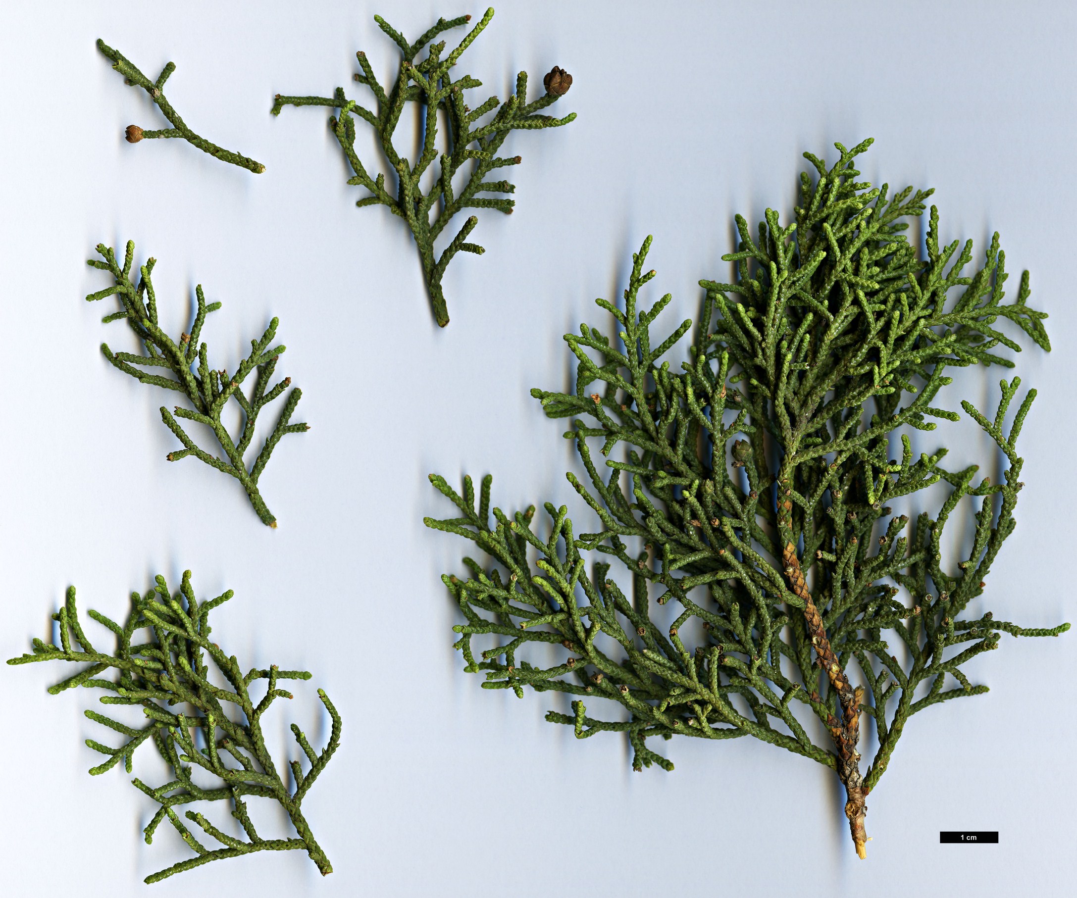 High resolution image: Family: Cupressaceae - Genus: Juniperus - Taxon: californica