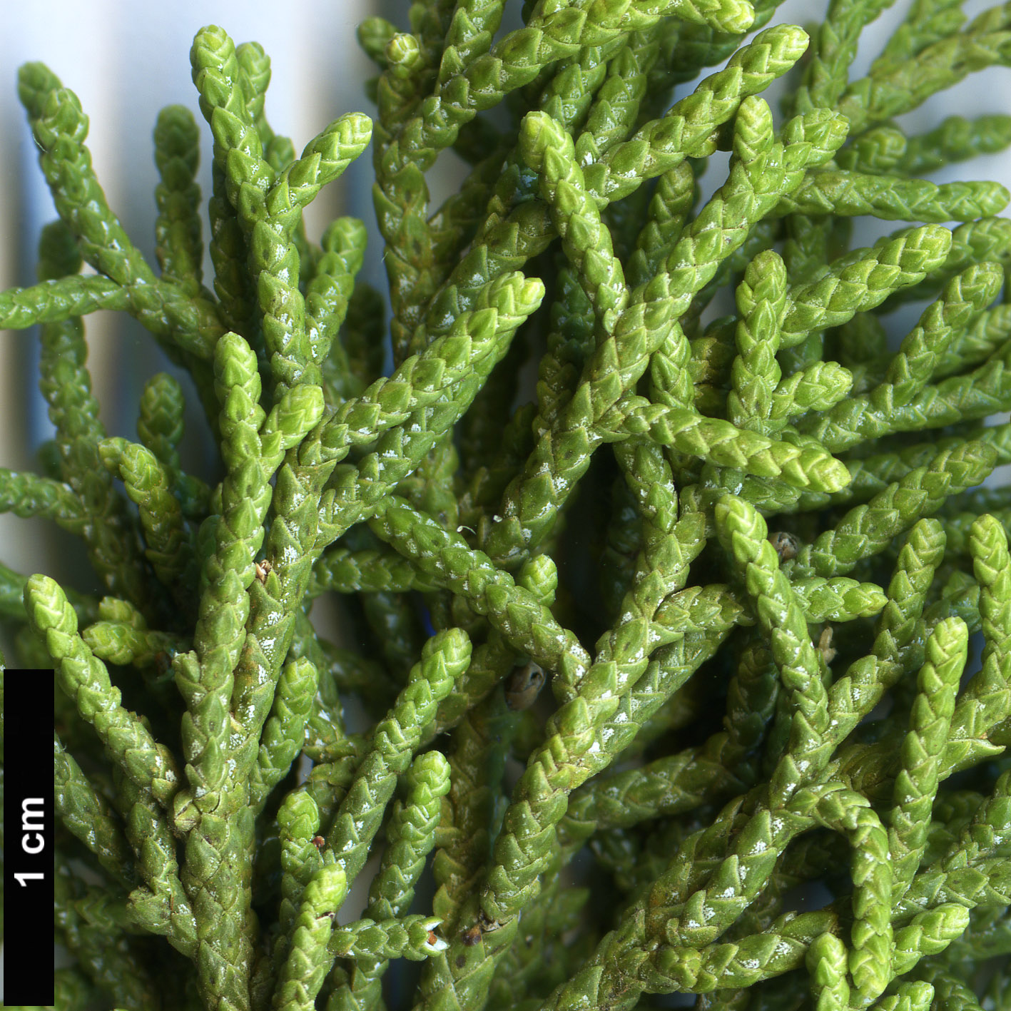 High resolution image: Family: Cupressaceae - Genus: Juniperus - Taxon: californica