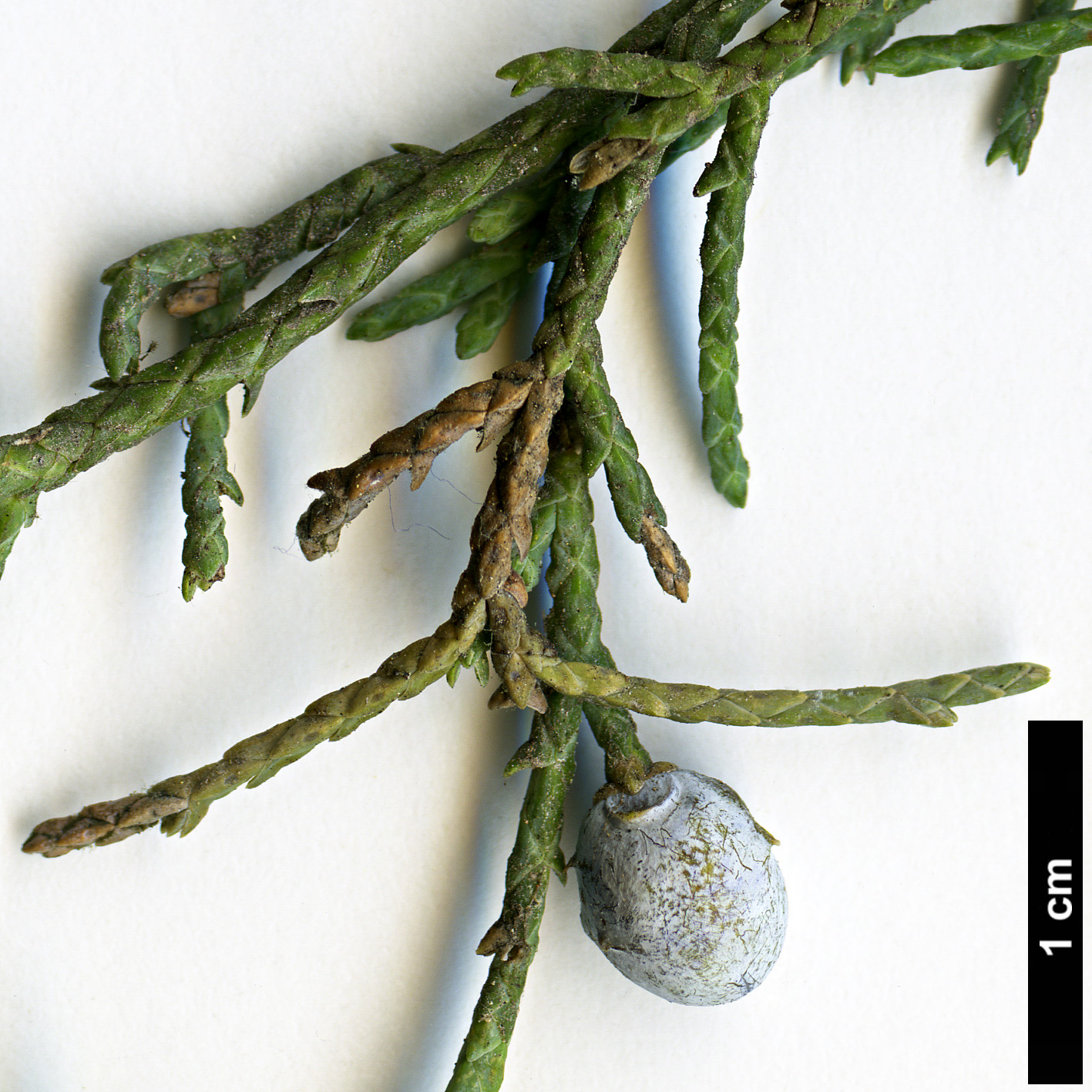 High resolution image: Family: Cupressaceae - Genus: Juniperus - Taxon: chinensis