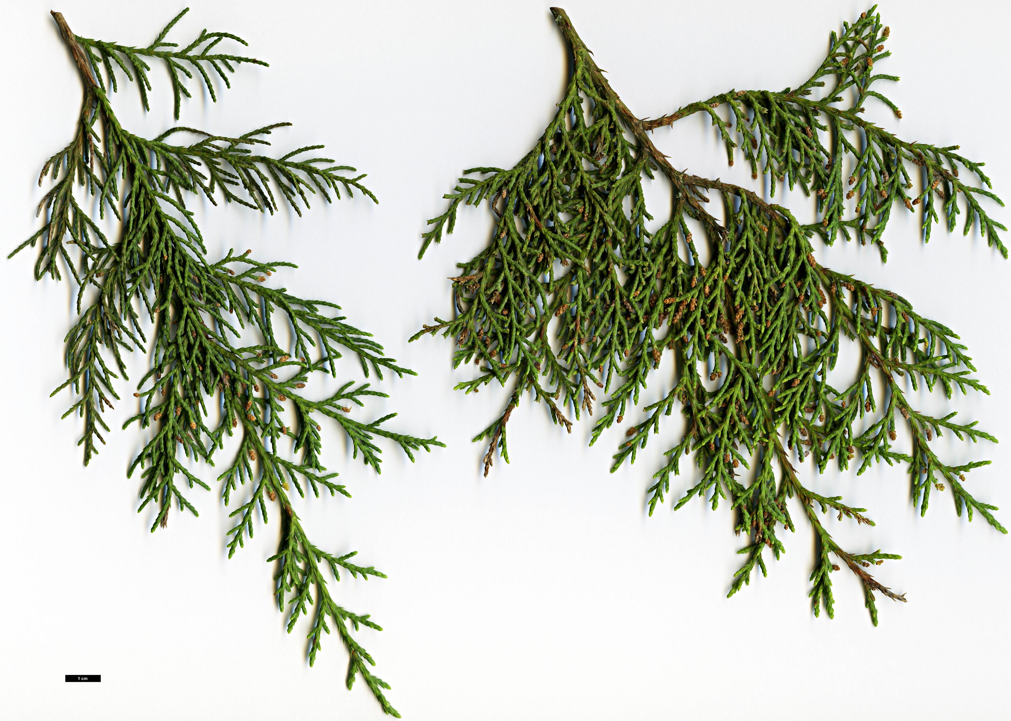 High resolution image: Family: Cupressaceae - Genus: Juniperus - Taxon: deppeana