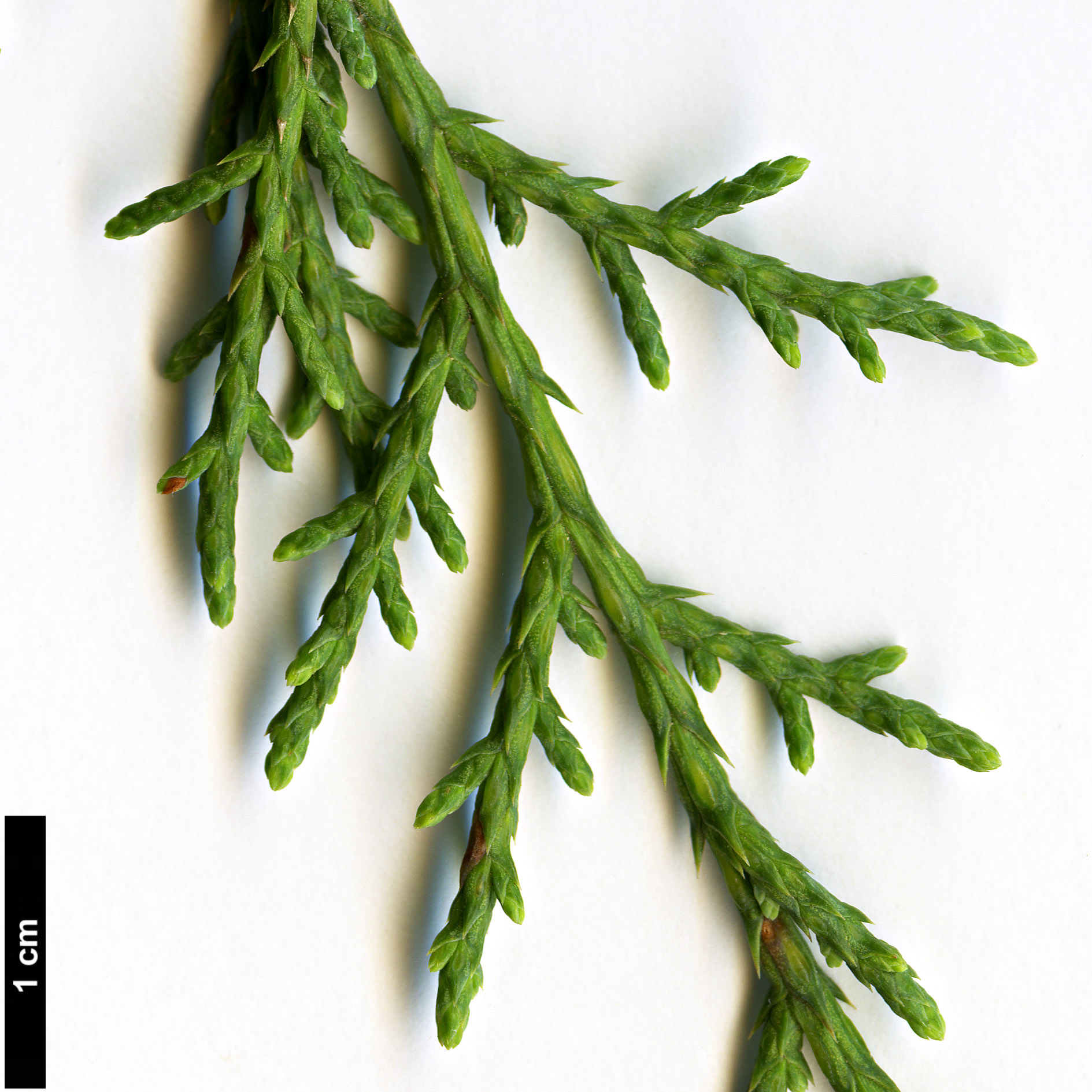 High resolution image: Family: Cupressaceae - Genus: Juniperus - Taxon: deppeana