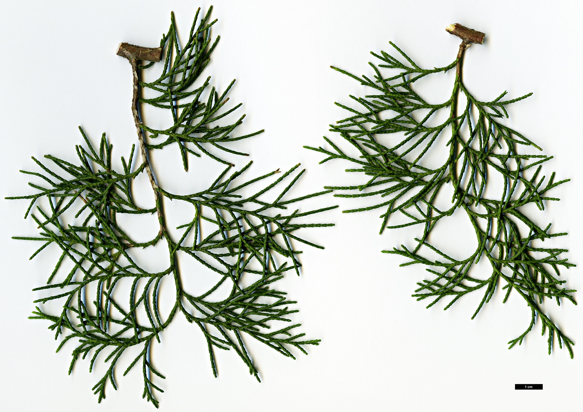 High resolution image: Family: Cupressaceae - Genus: Juniperus - Taxon: flaccida