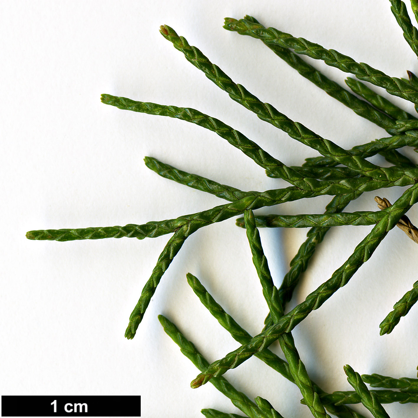 High resolution image: Family: Cupressaceae - Genus: Juniperus - Taxon: flaccida