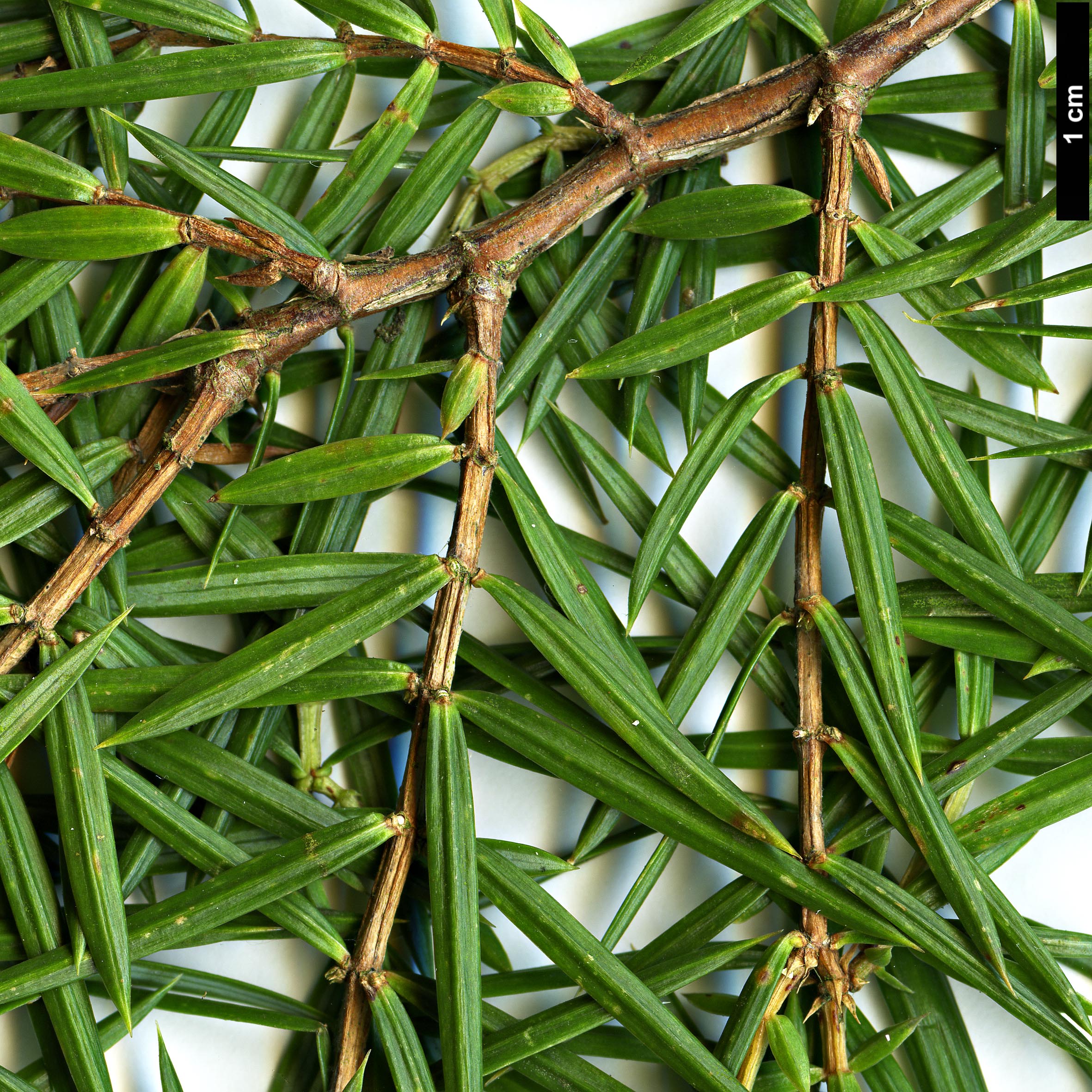 High resolution image: Family: Cupressaceae - Genus: Juniperus - Taxon: formosana