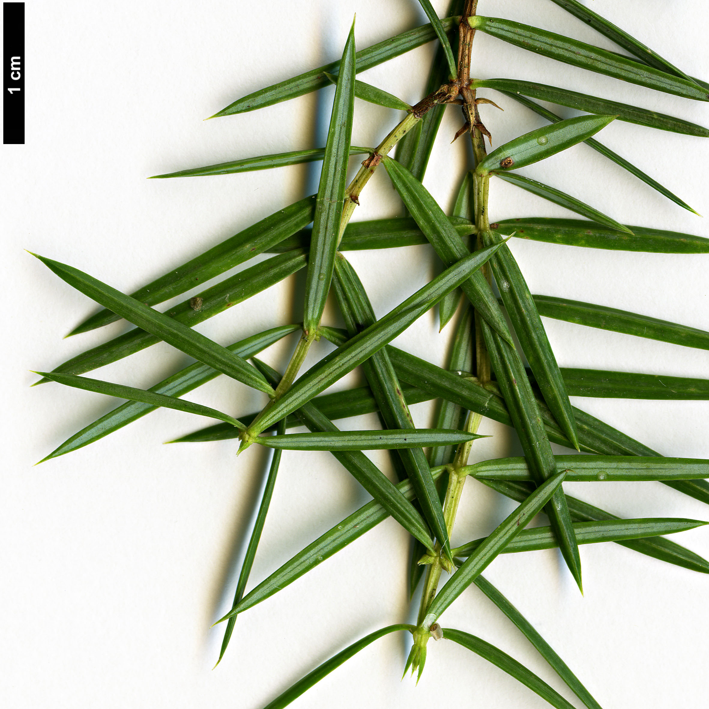 High resolution image: Family: Cupressaceae - Genus: Juniperus - Taxon: formosana