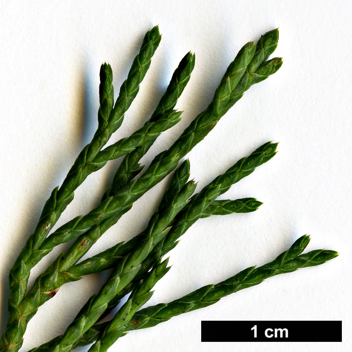 High resolution image: Family: Cupressaceae - Genus: Juniperus - Taxon: horizontalis - SpeciesSub: 'Douglasii'