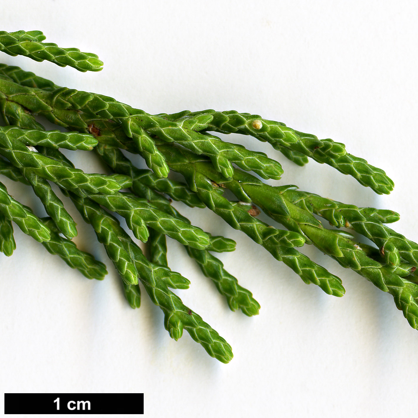 High resolution image: Family: Cupressaceae - Genus: Juniperus - Taxon: indica