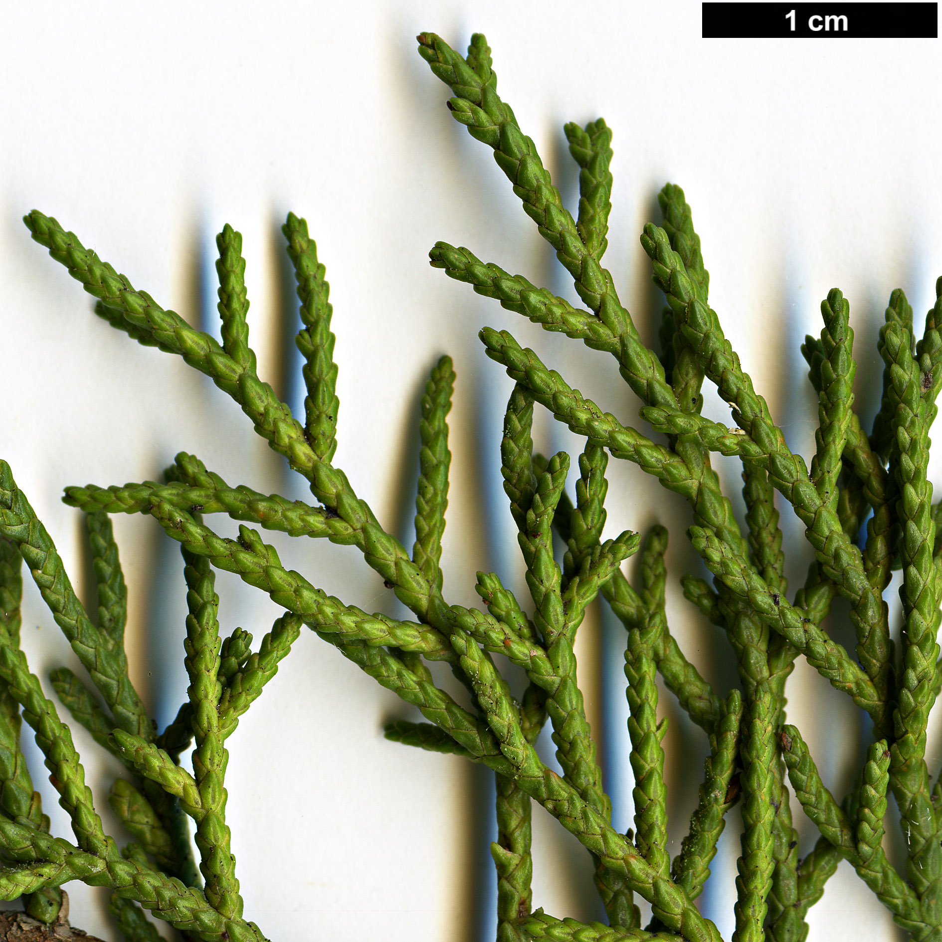 High resolution image: Family: Cupressaceae - Genus: Juniperus - Taxon: indica