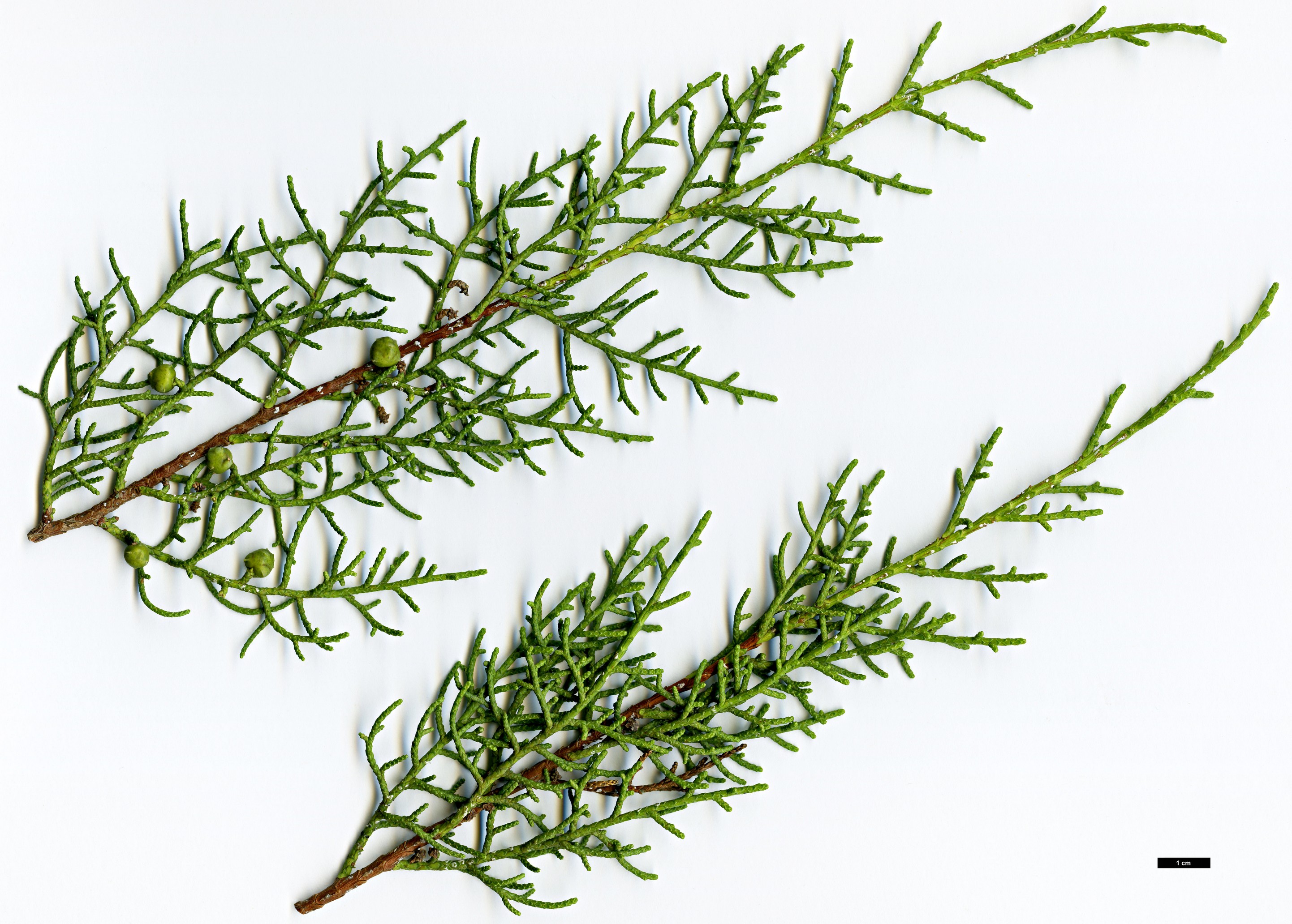 High resolution image: Family: Cupressaceae - Genus: Juniperus - Taxon: phoenicea