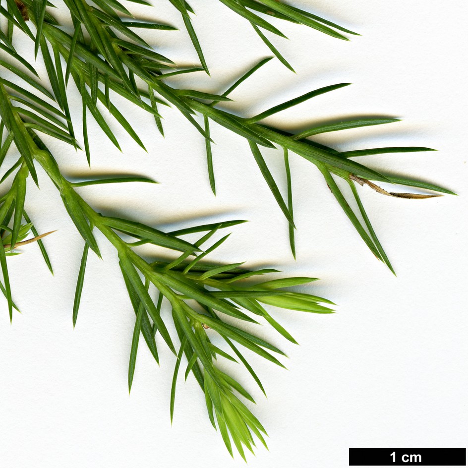 High resolution image: Family: Cupressaceae - Genus: Juniperus - Taxon: procera