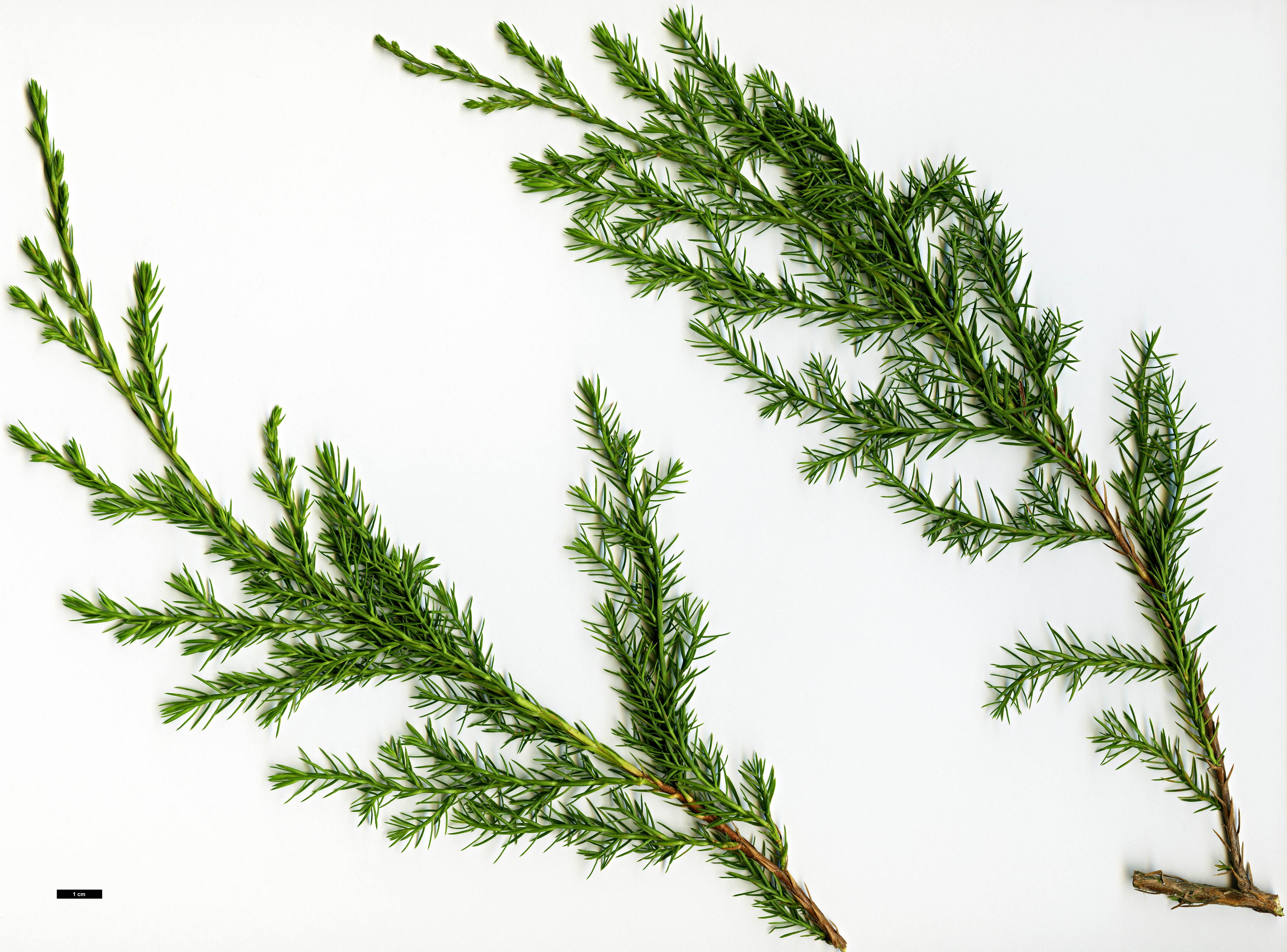 High resolution image: Family: Cupressaceae - Genus: Juniperus - Taxon: procera