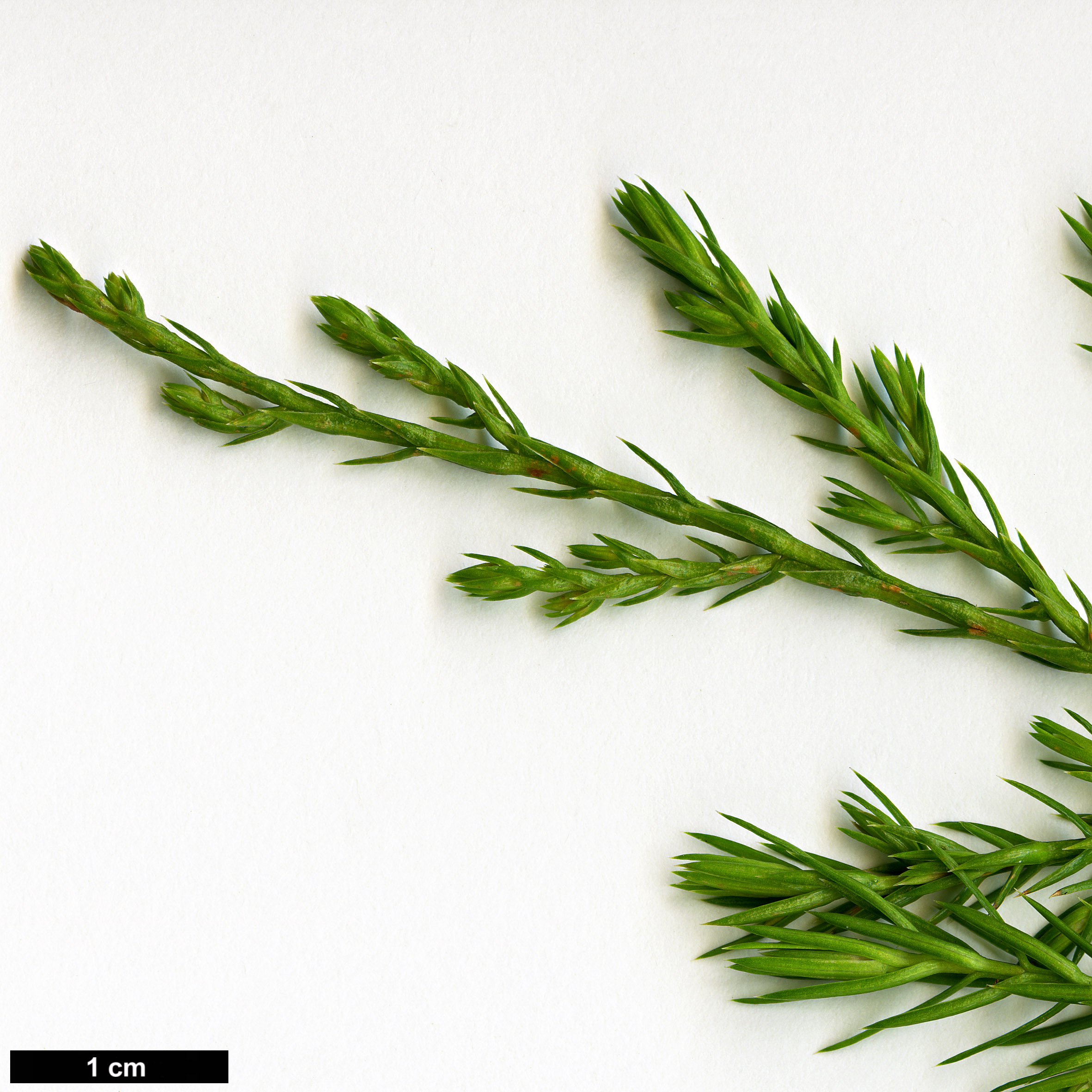 High resolution image: Family: Cupressaceae - Genus: Juniperus - Taxon: procera