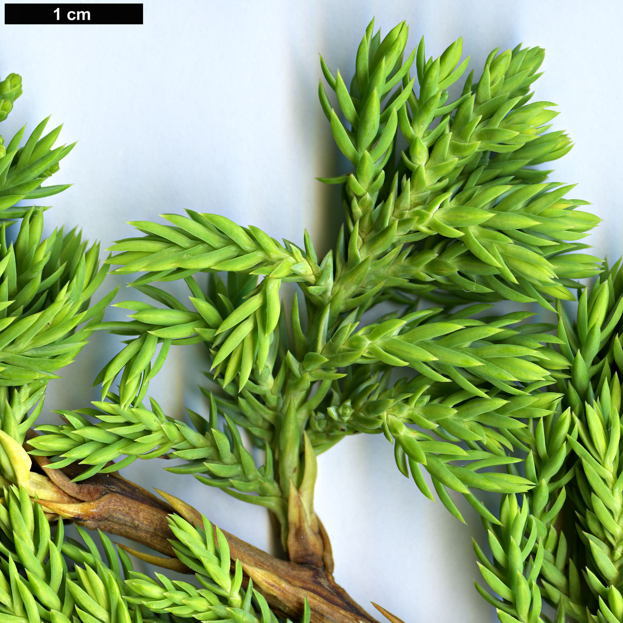 High resolution image: Family: Cupressaceae - Genus: Juniperus - Taxon: procumbens - SpeciesSub: 'Nana'