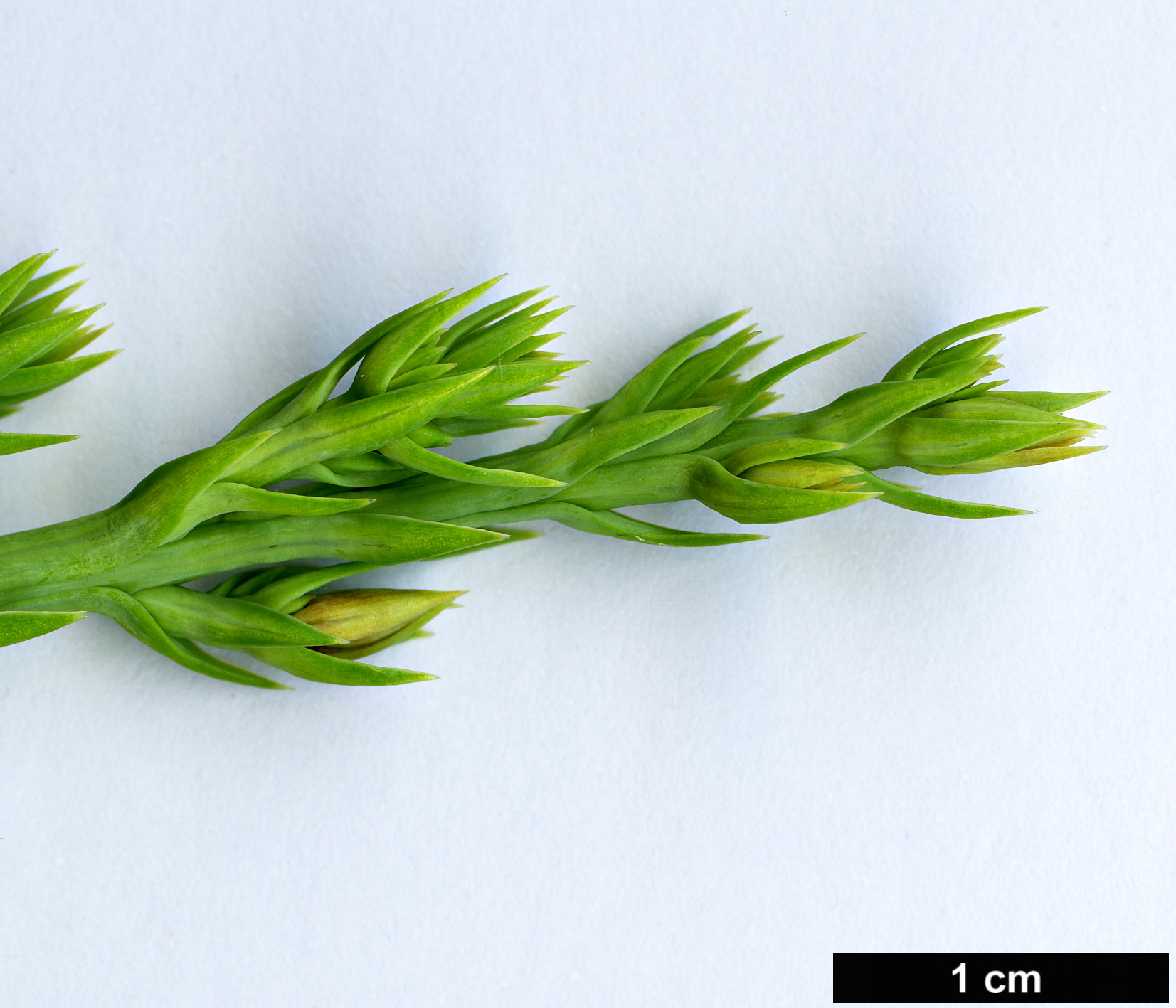 High resolution image: Family: Cupressaceae - Genus: Juniperus - Taxon: procumbens - SpeciesSub: 'Nana'