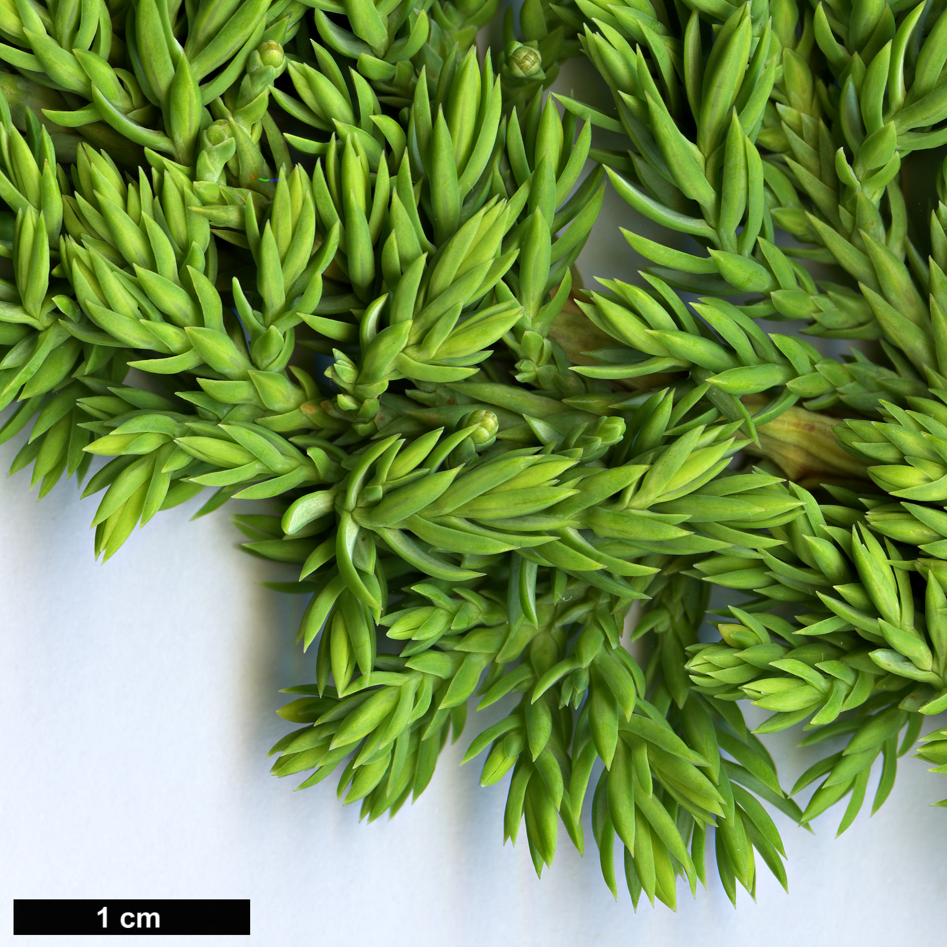 High resolution image: Family: Cupressaceae - Genus: Juniperus - Taxon: procumbens - SpeciesSub: 'Nana'