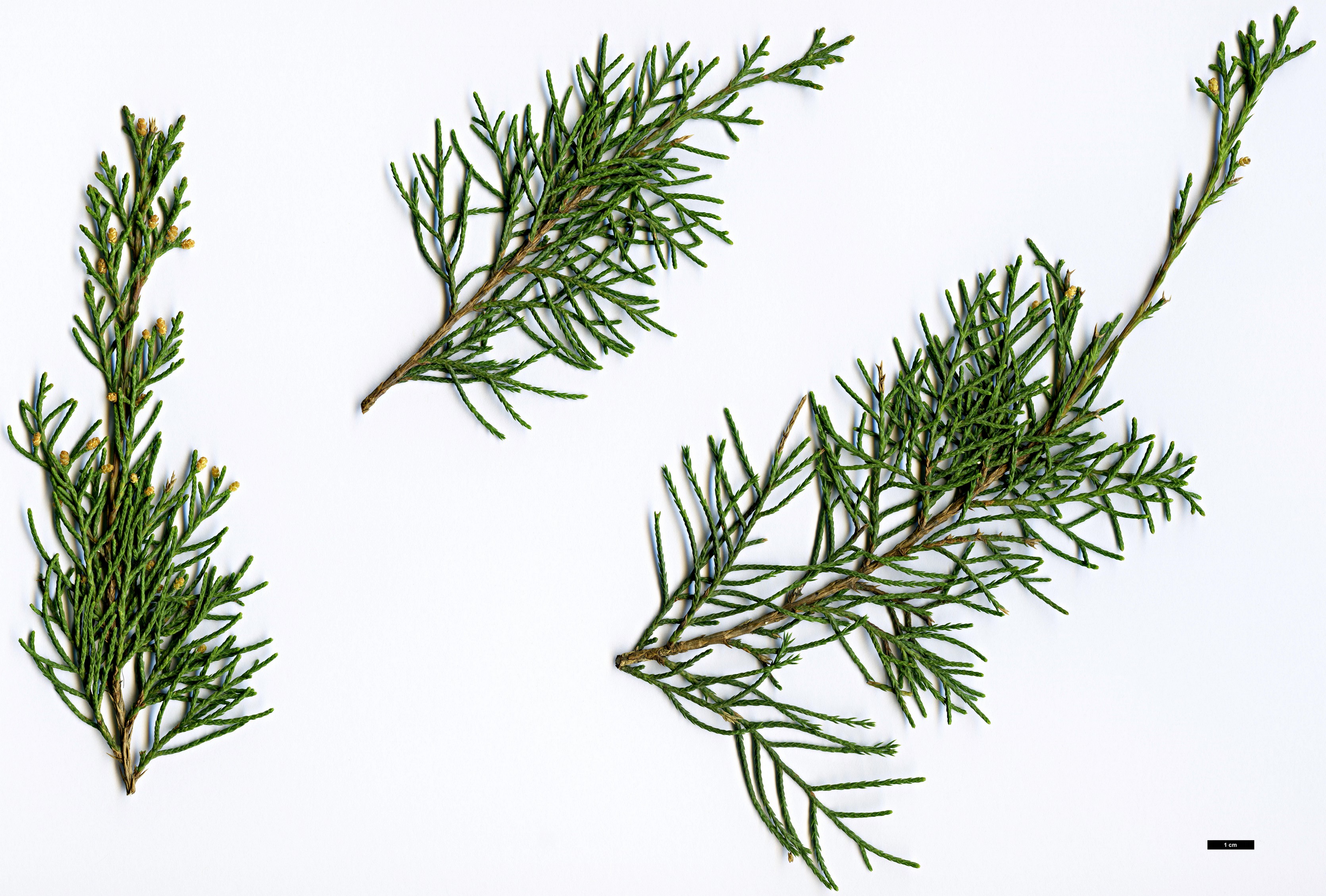 High resolution image: Family: Cupressaceae - Genus: Juniperus - Taxon: pseudosabina