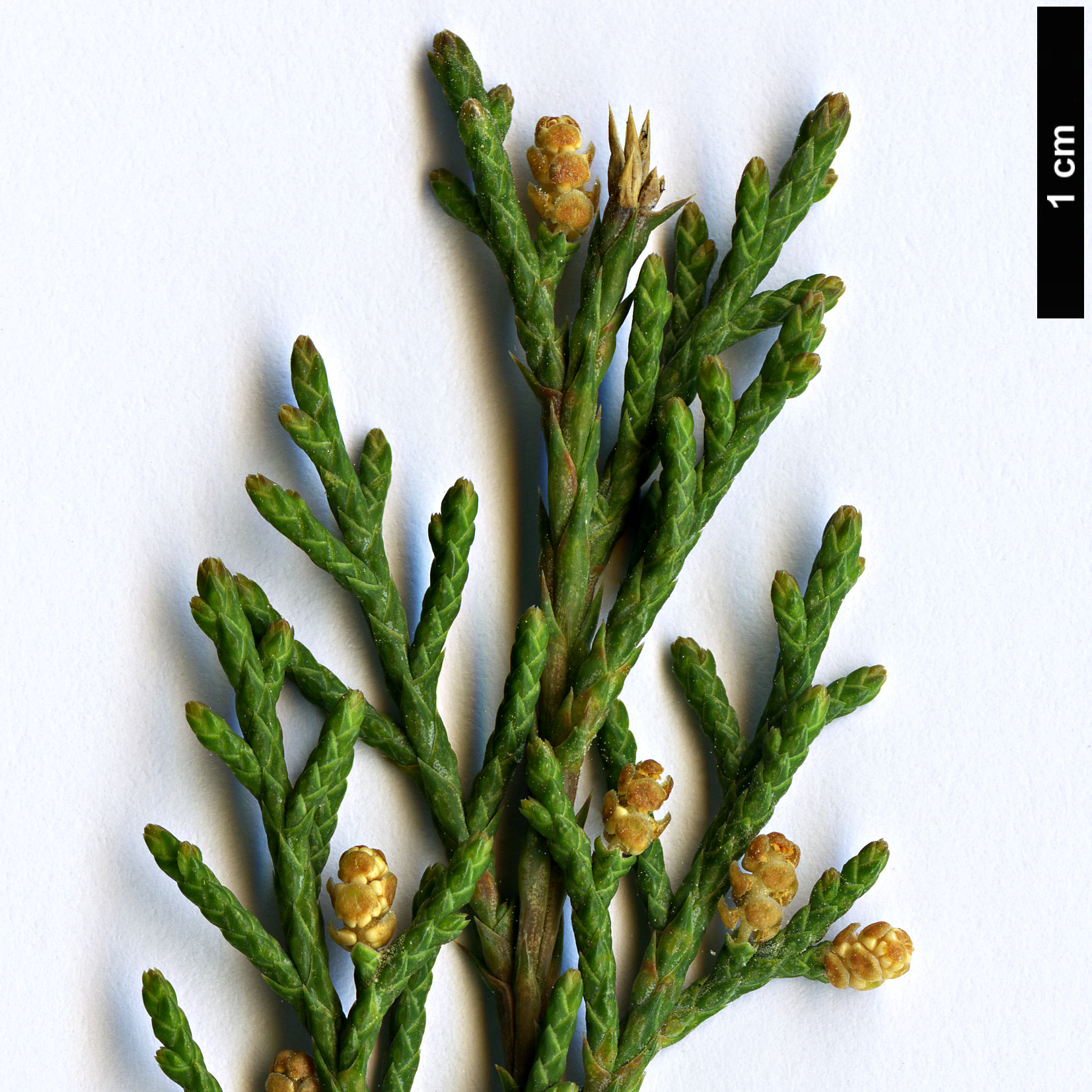 High resolution image: Family: Cupressaceae - Genus: Juniperus - Taxon: pseudosabina