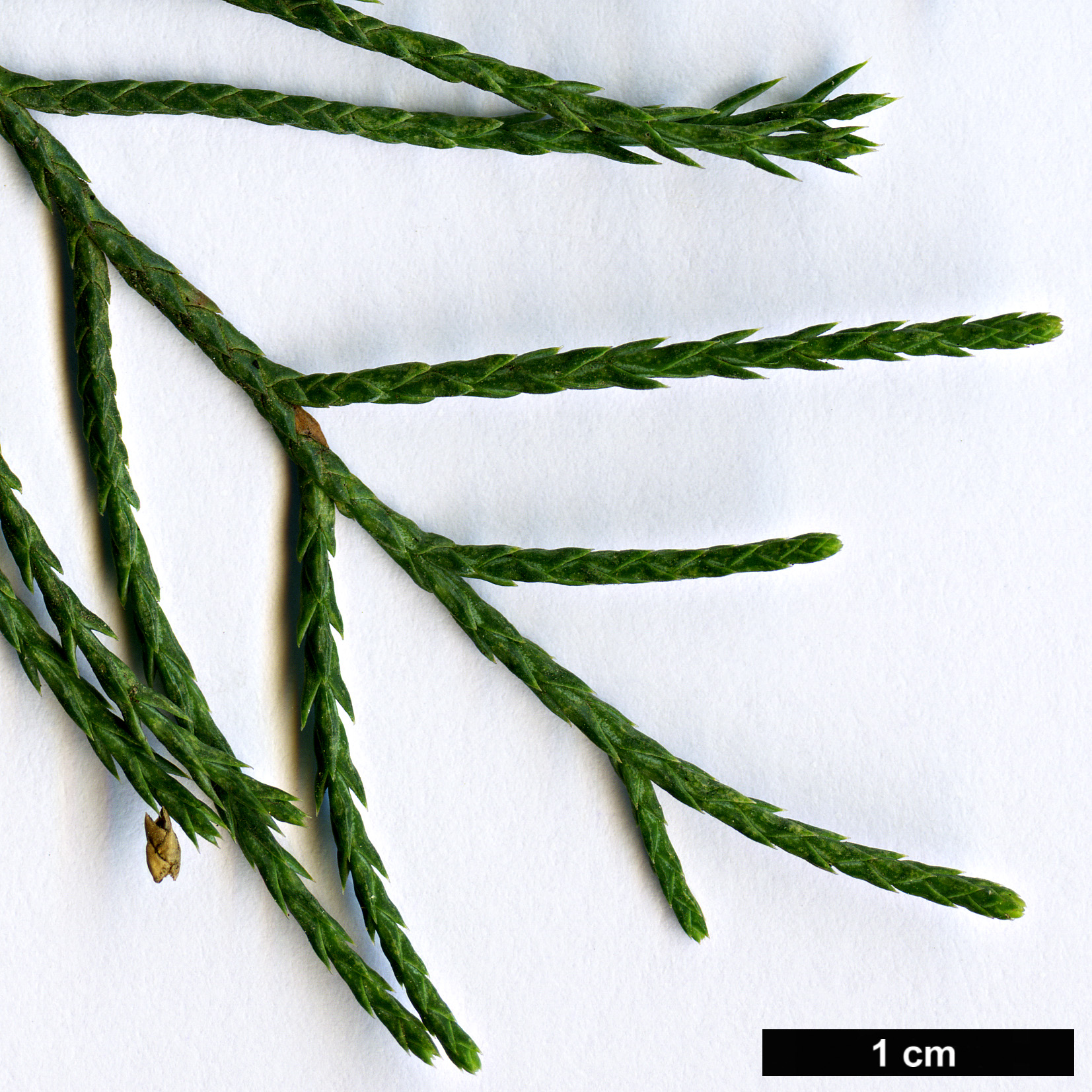 High resolution image: Family: Cupressaceae - Genus: Juniperus - Taxon: pseudosabina