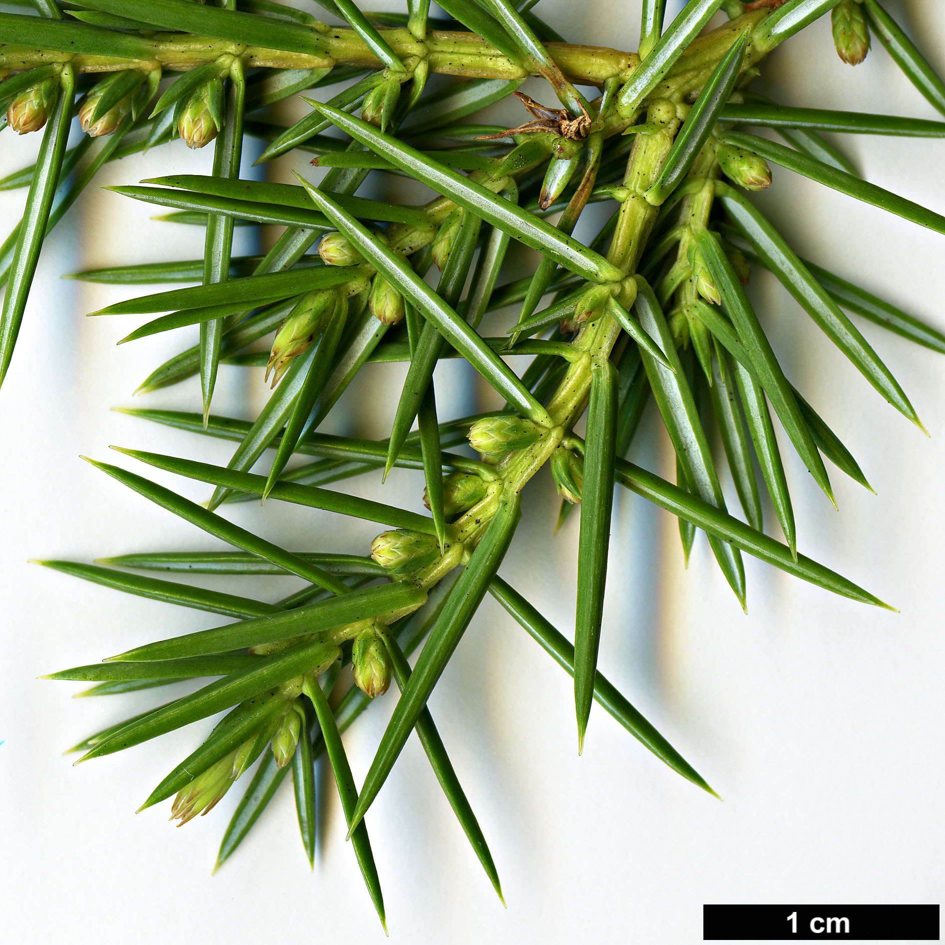 High resolution image: Family: Cupressaceae - Genus: Juniperus - Taxon: rigida