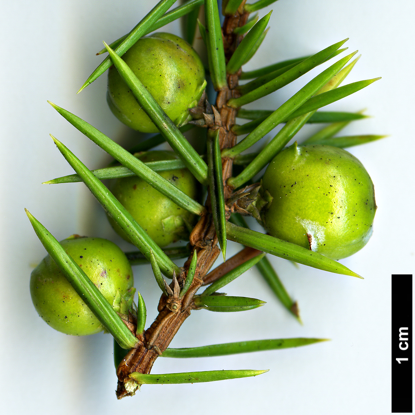 High resolution image: Family: Cupressaceae - Genus: Juniperus - Taxon: rigida