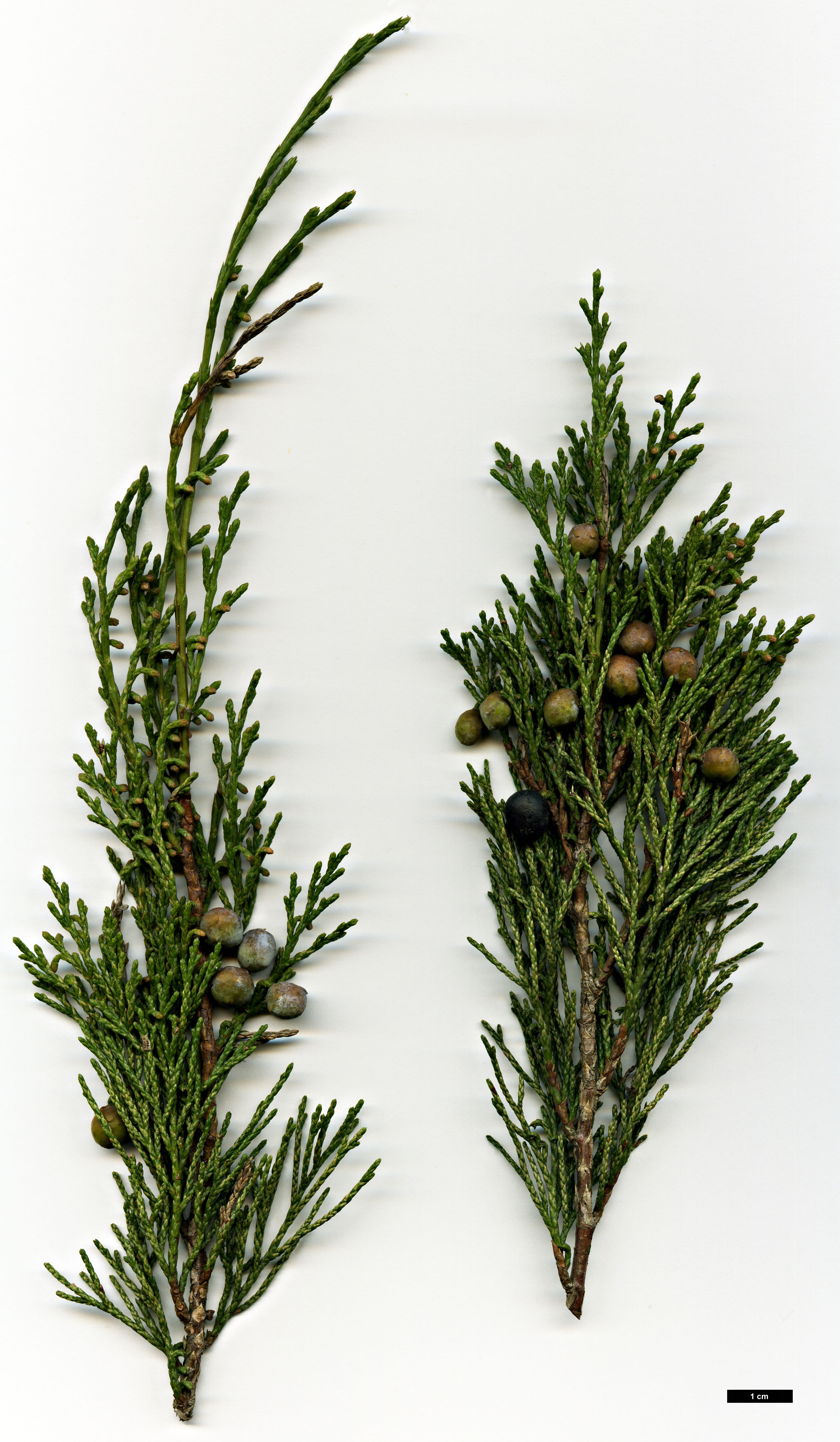 High resolution image: Family: Cupressaceae - Genus: Juniperus - Taxon: sabina