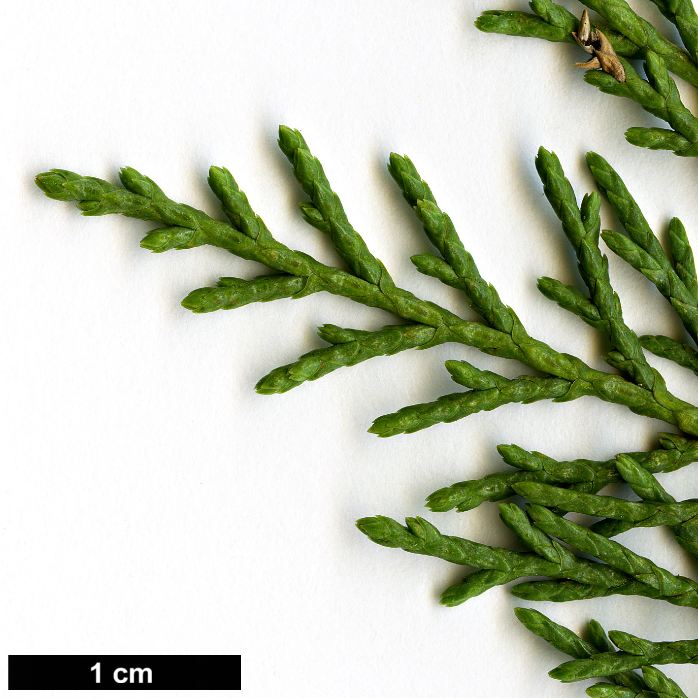 High resolution image: Family: Cupressaceae - Genus: Juniperus - Taxon: thurifera