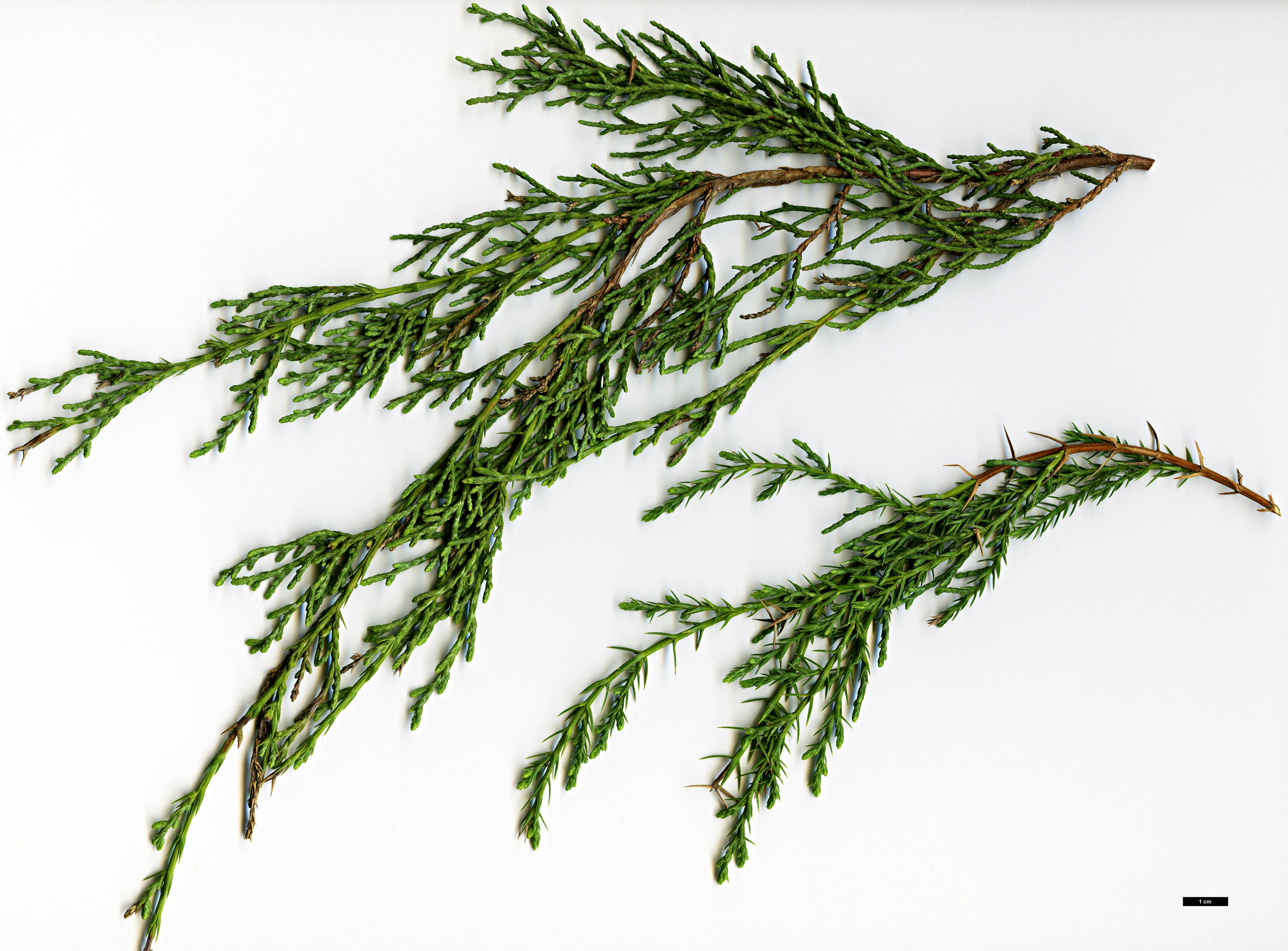 High resolution image: Family: Cupressaceae - Genus: Juniperus - Taxon: tibetica