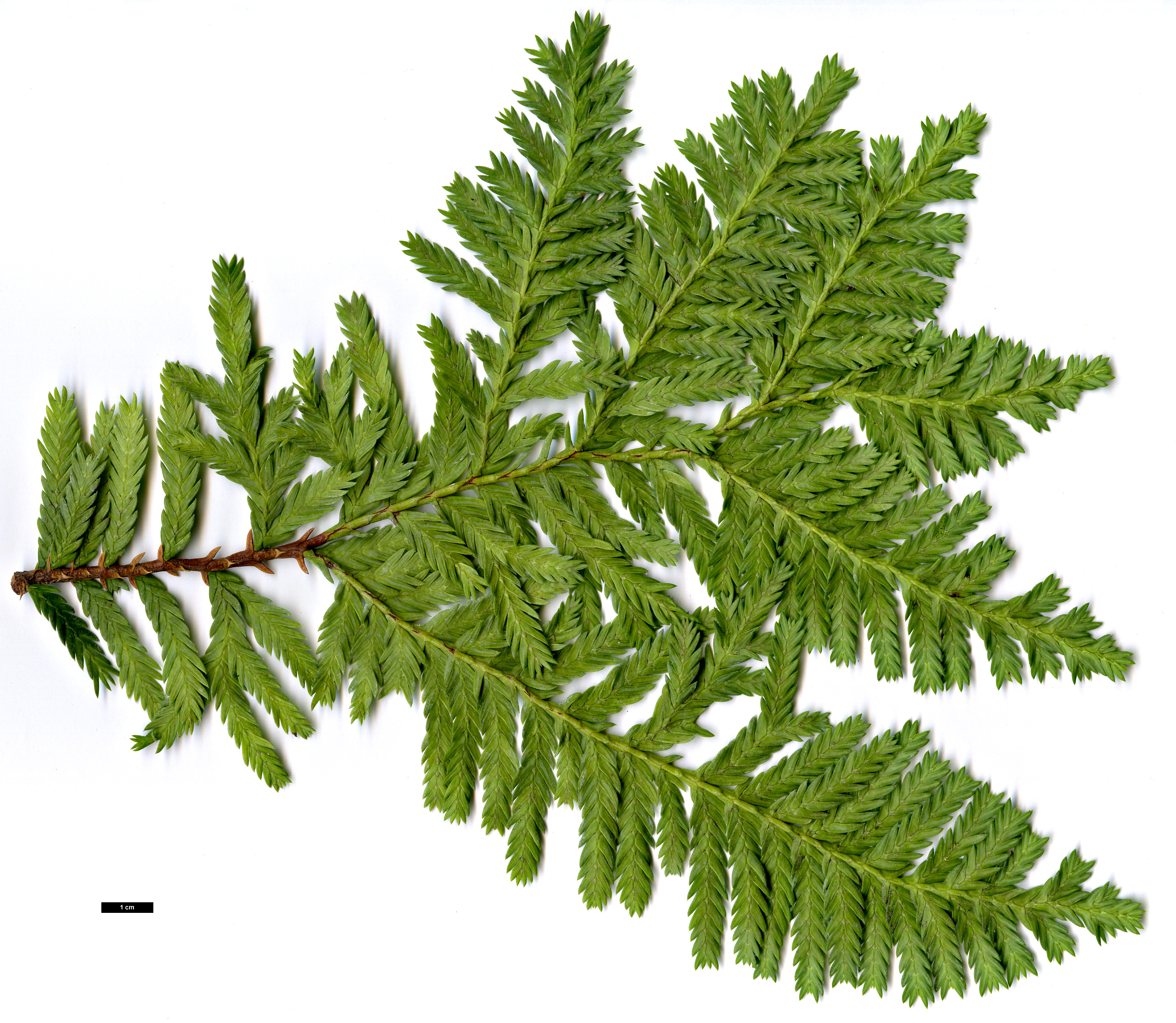 High resolution image: Family: Cupressaceae - Genus: Libocedrus - Taxon: plumosa