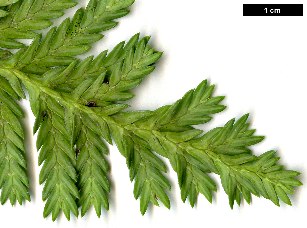 High resolution image: Family: Cupressaceae - Genus: Libocedrus - Taxon: plumosa