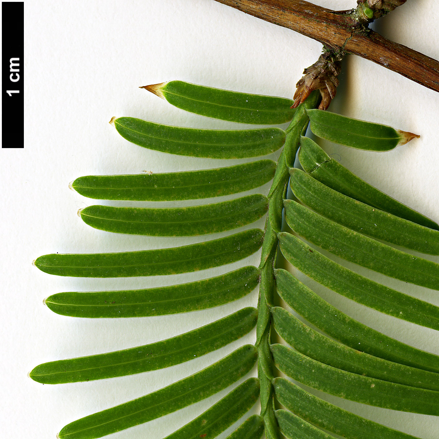 High resolution image: Family: Cupressaceae - Genus: Metasequoia - Taxon: glyptostroboides