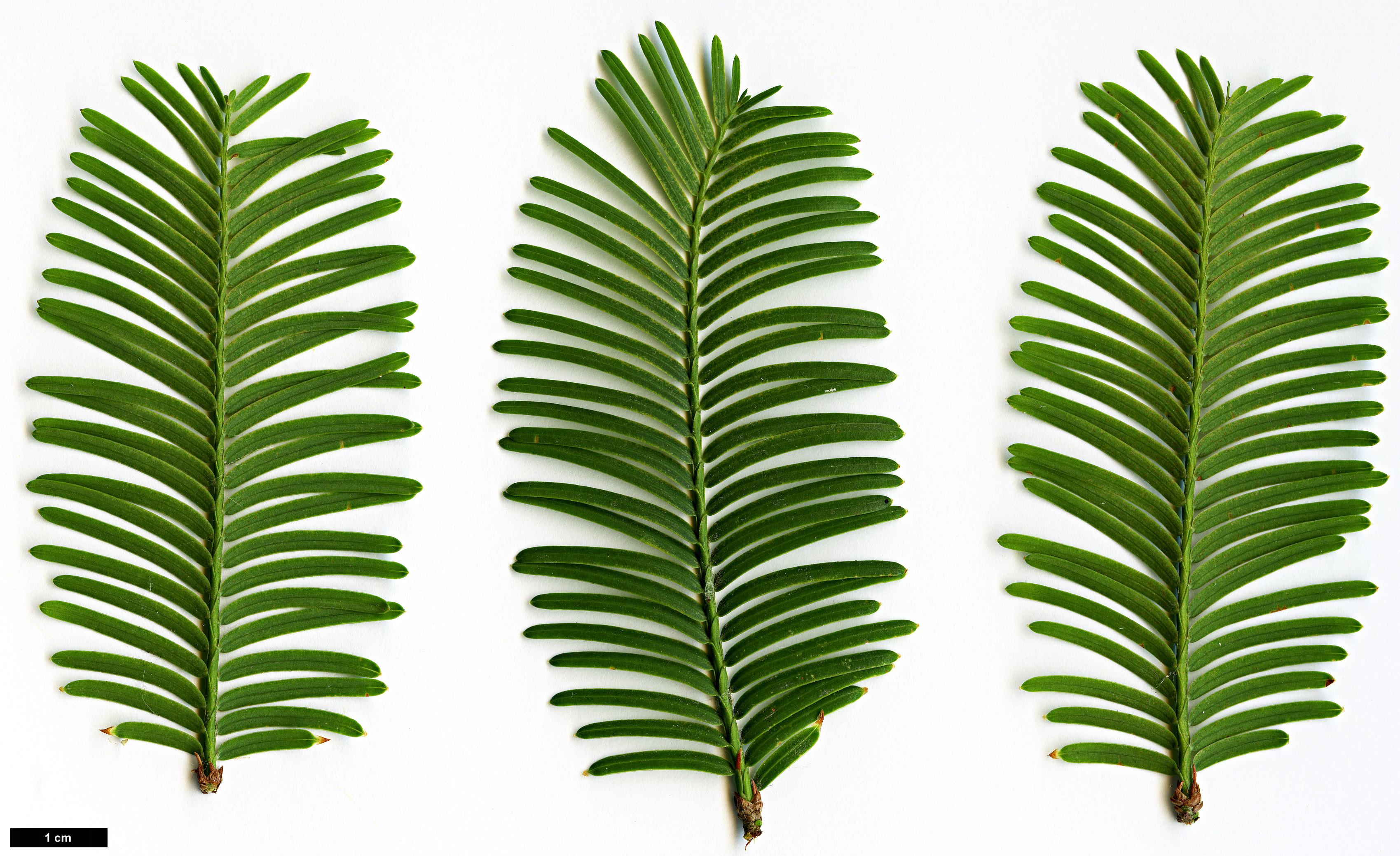 High resolution image: Family: Cupressaceae - Genus: Metasequoia - Taxon: glyptostroboides