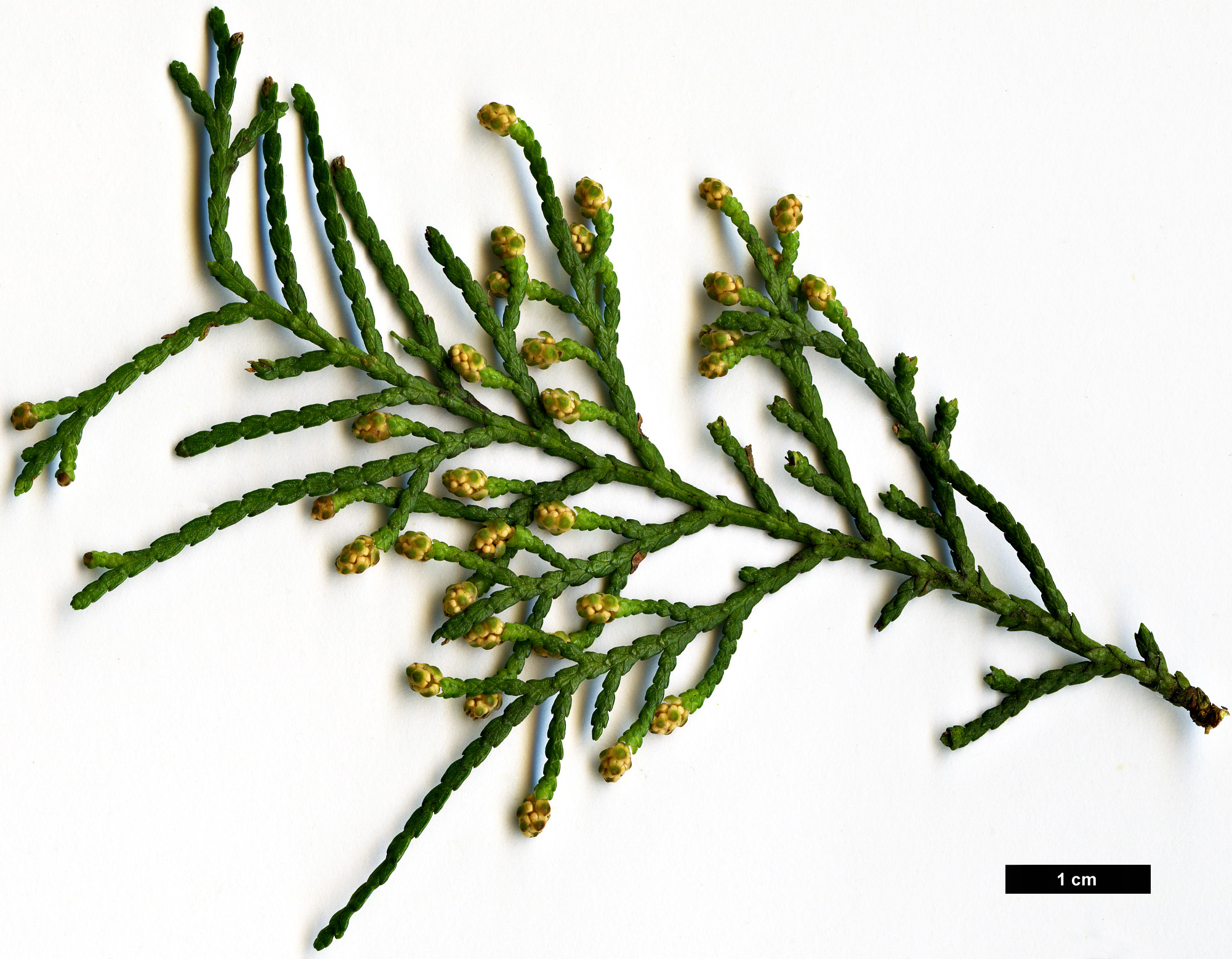 High resolution image: Family: Cupressaceae - Genus: Platycladus - Taxon: orientalis