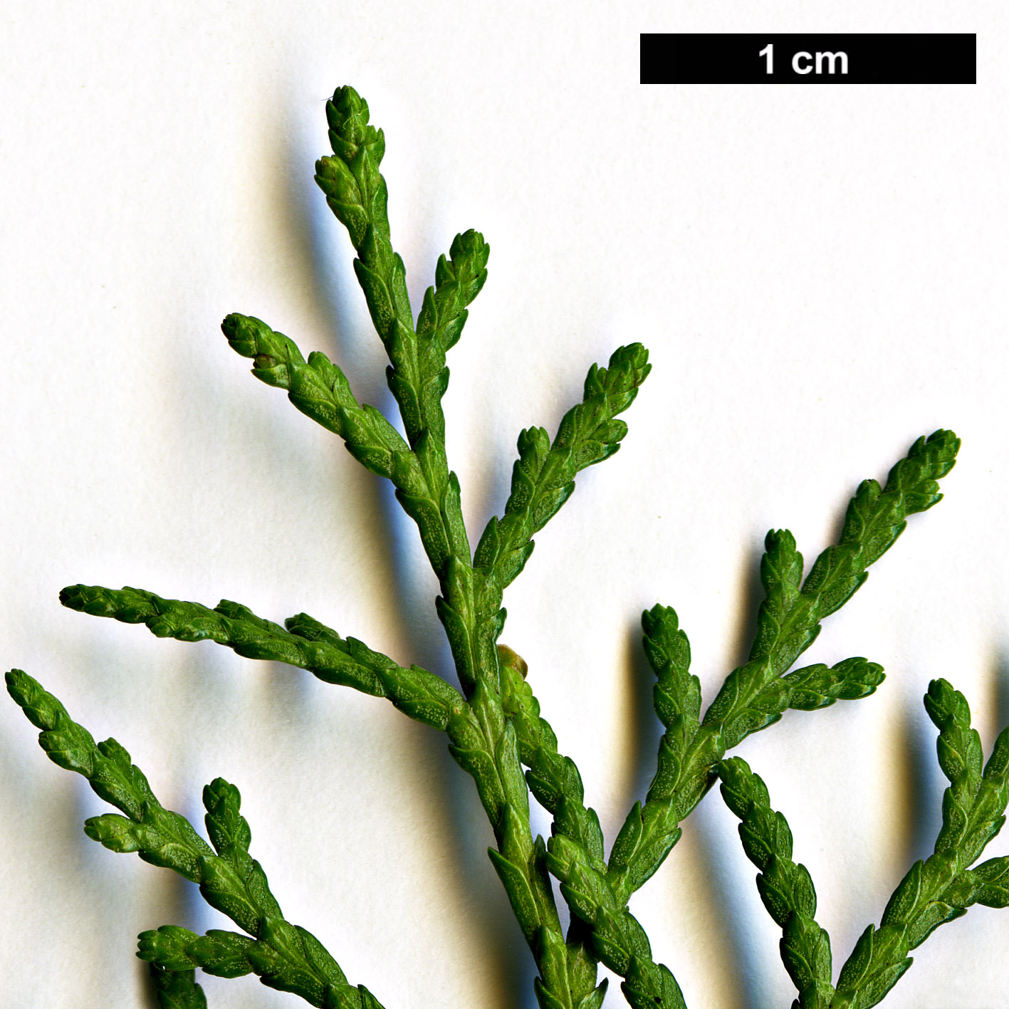 High resolution image: Family: Cupressaceae - Genus: Platycladus - Taxon: orientalis