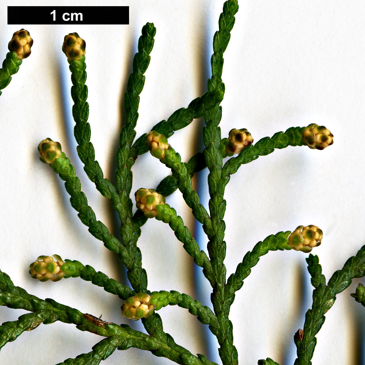 High resolution image: Family: Cupressaceae - Genus: Platycladus - Taxon: orientalis