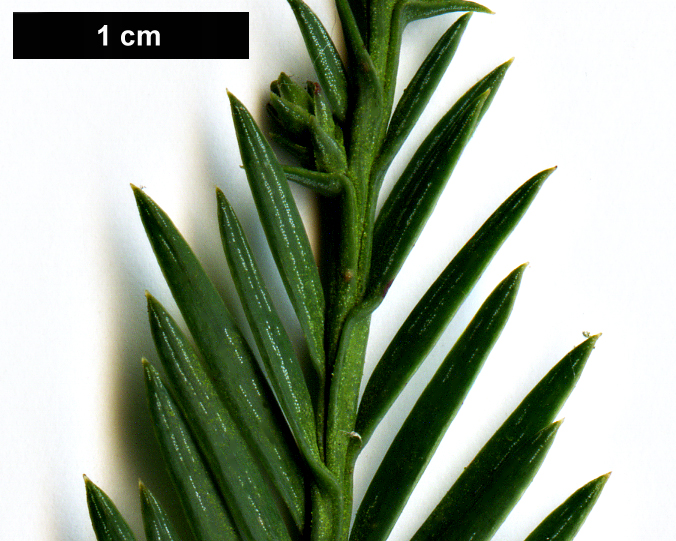 High resolution image: Family: Cupressaceae - Genus: Sequoia - Taxon: sempervirens