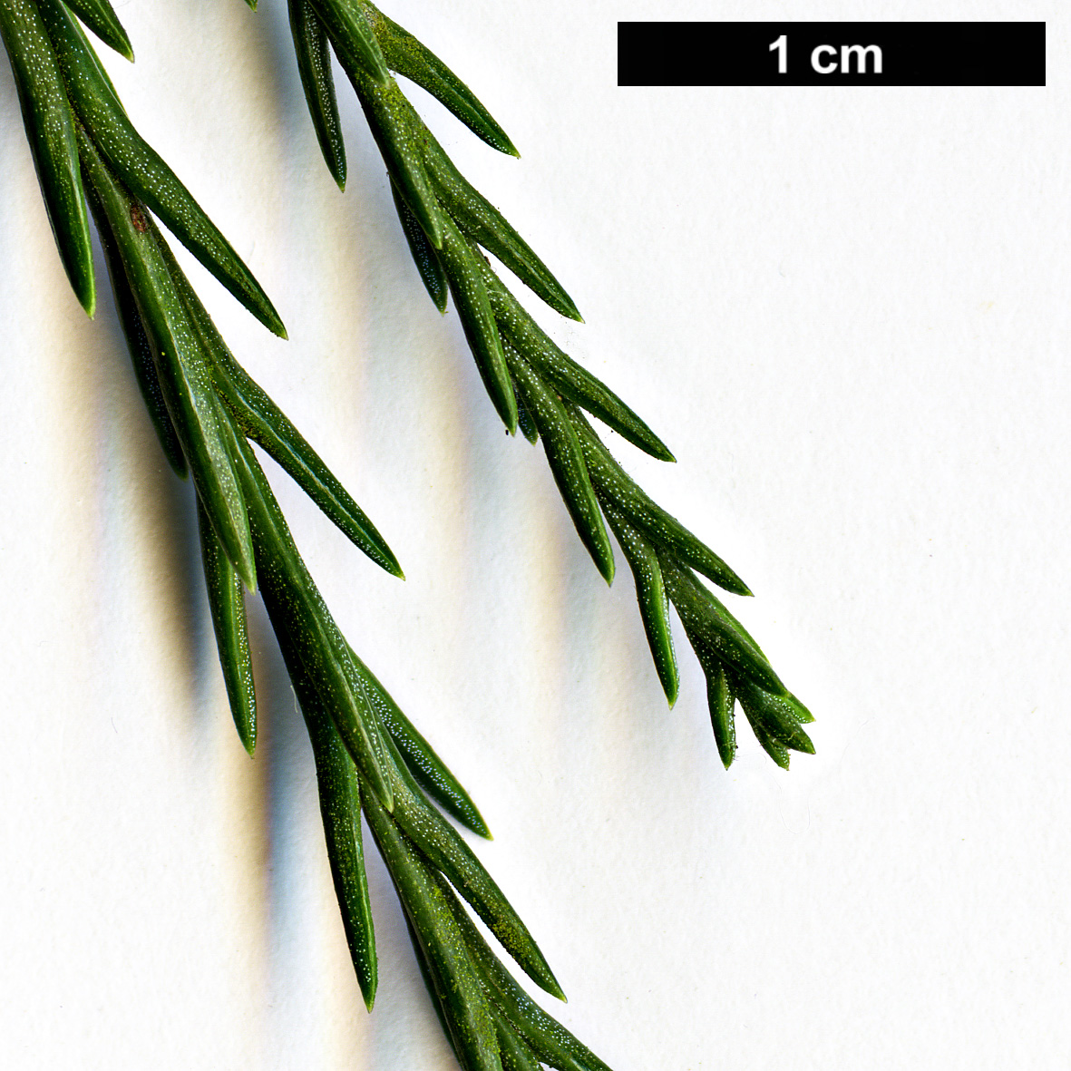 High resolution image: Family: Cupressaceae - Genus: Sequoiadendron - Taxon: giganteum