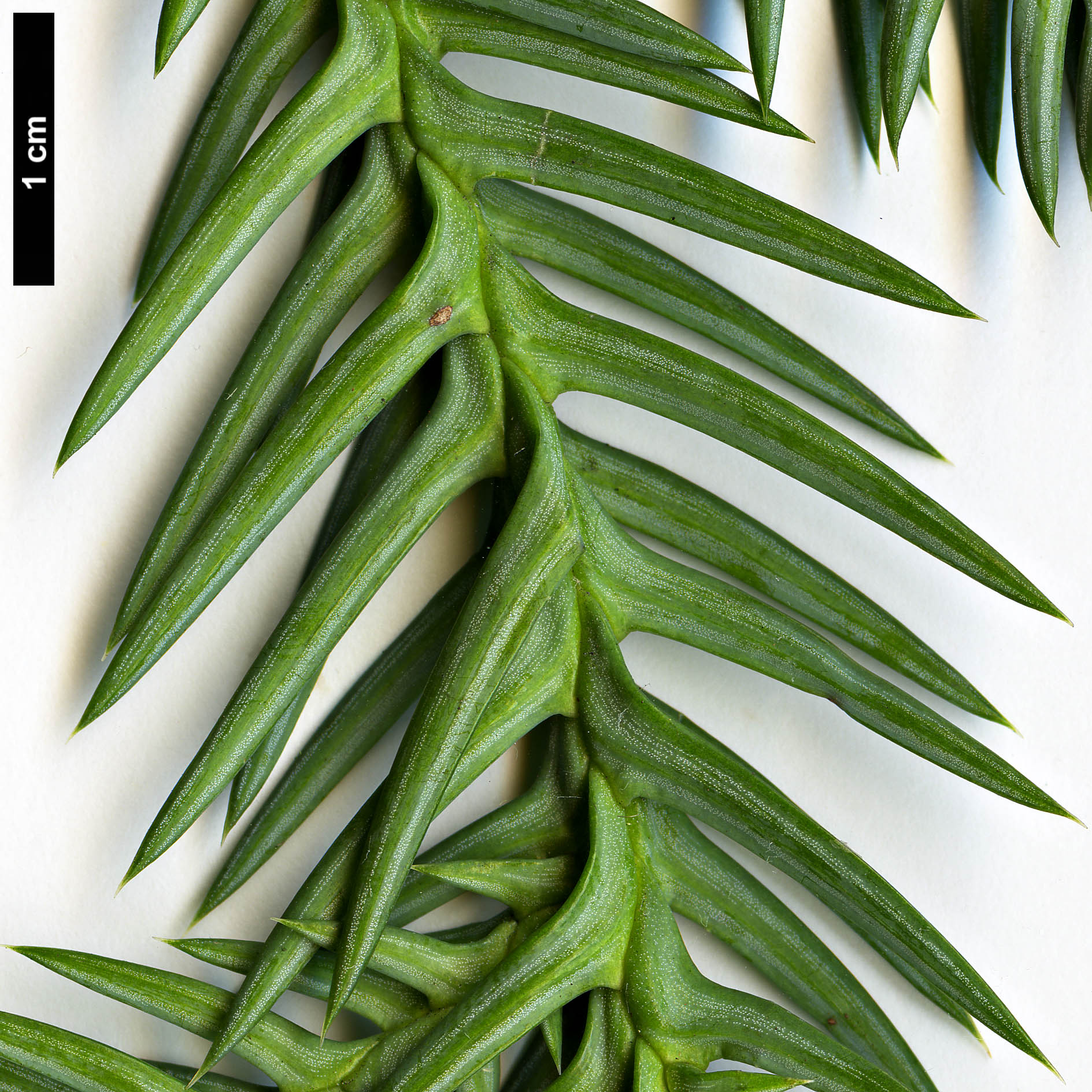 High resolution image: Family: Cupressaceae - Genus: Taiwania - Taxon: cryptomerioides