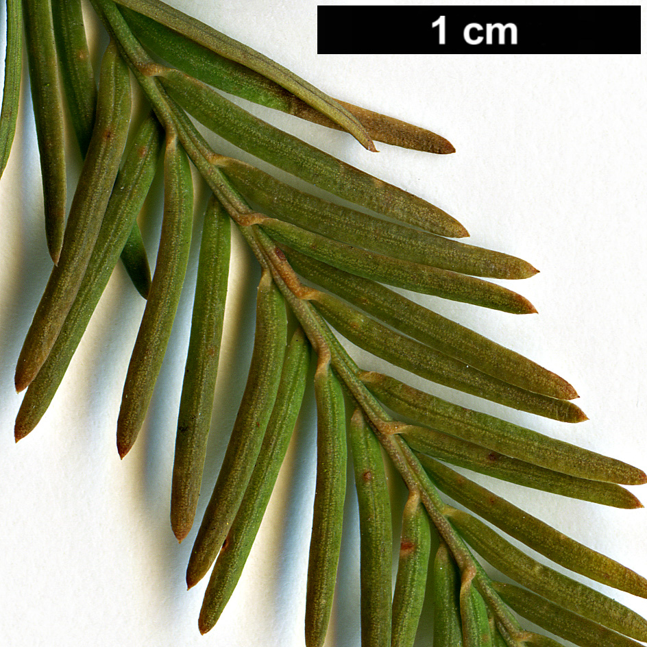 High resolution image: Family: Cupressaceae - Genus: Taxodium - Taxon: mucronatum