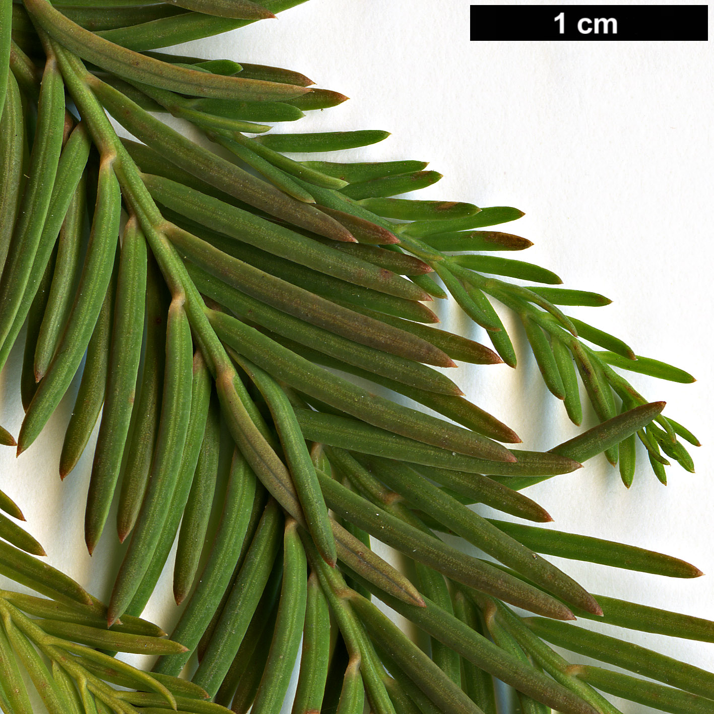 High resolution image: Family: Cupressaceae - Genus: Taxodium - Taxon: mucronatum