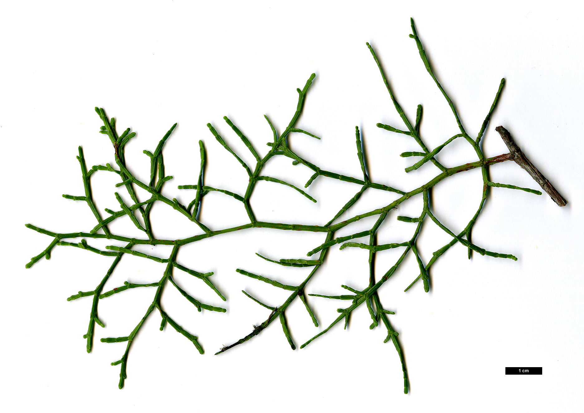 High resolution image: Family: Cupressaceae - Genus: Tetraclinis - Taxon: articulata
