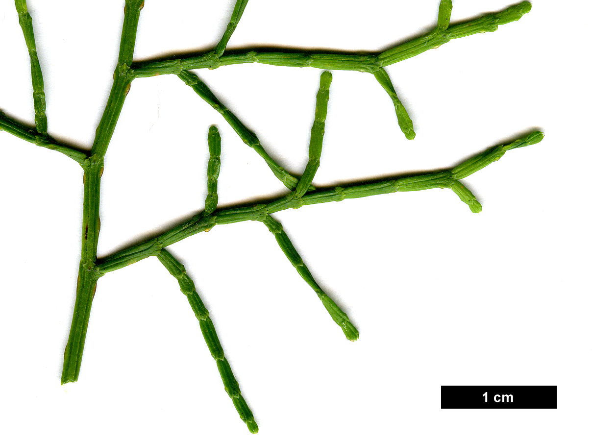 High resolution image: Family: Cupressaceae - Genus: Tetraclinis - Taxon: articulata