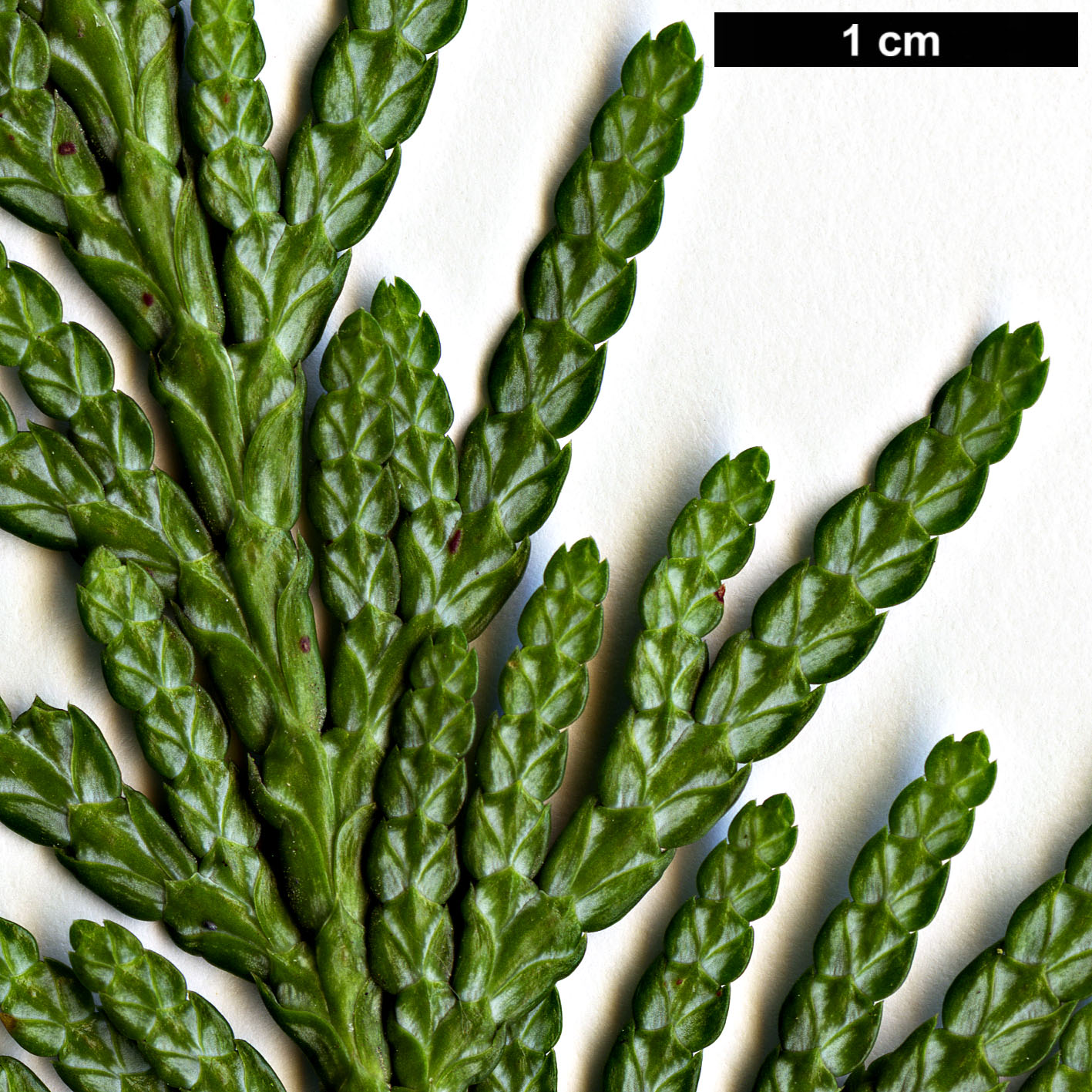 High resolution image: Family: Cupressaceae - Genus: Thuja - Taxon: plicata