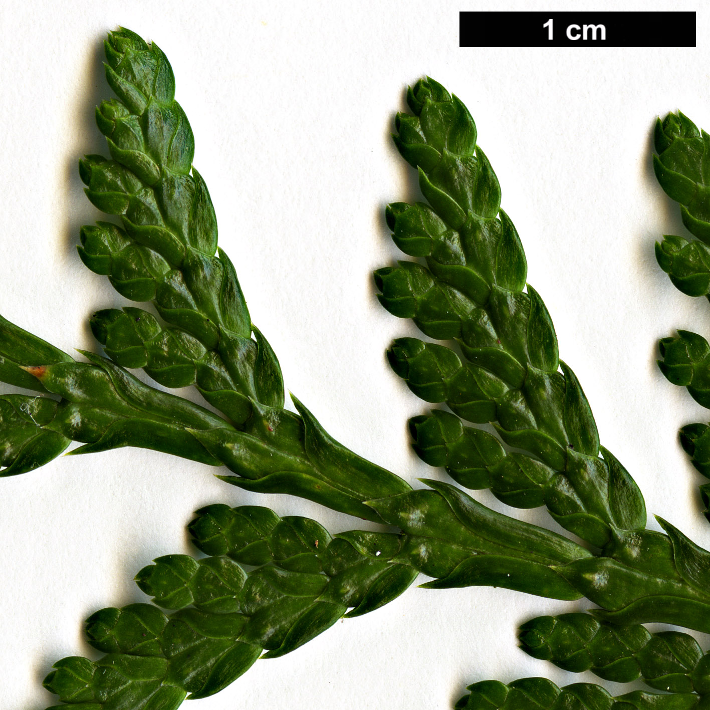High resolution image: Family: Cupressaceae - Genus: Thuja - Taxon: plicata