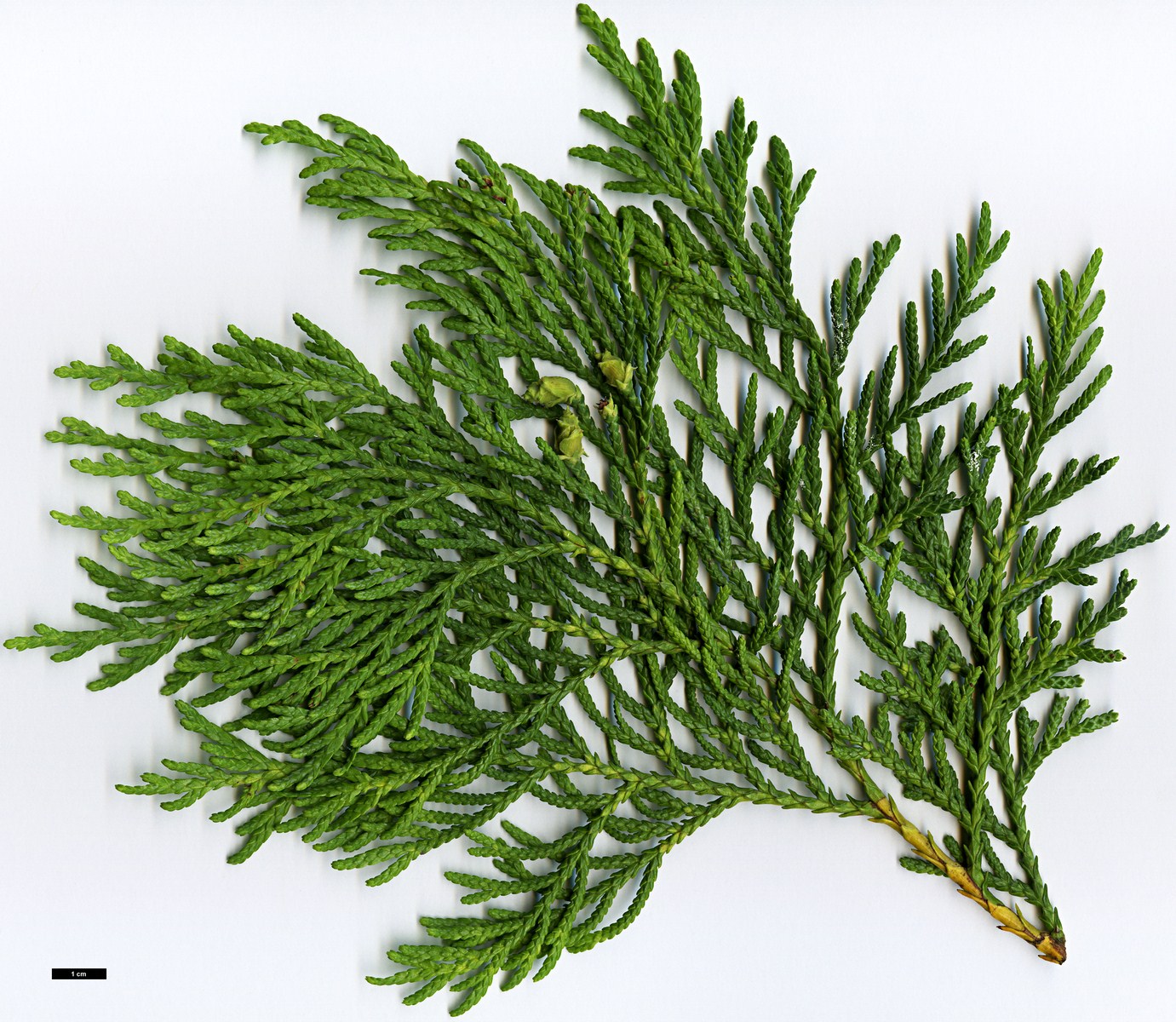 High resolution image: Family: Cupressaceae - Genus: Thuja - Taxon: standishii