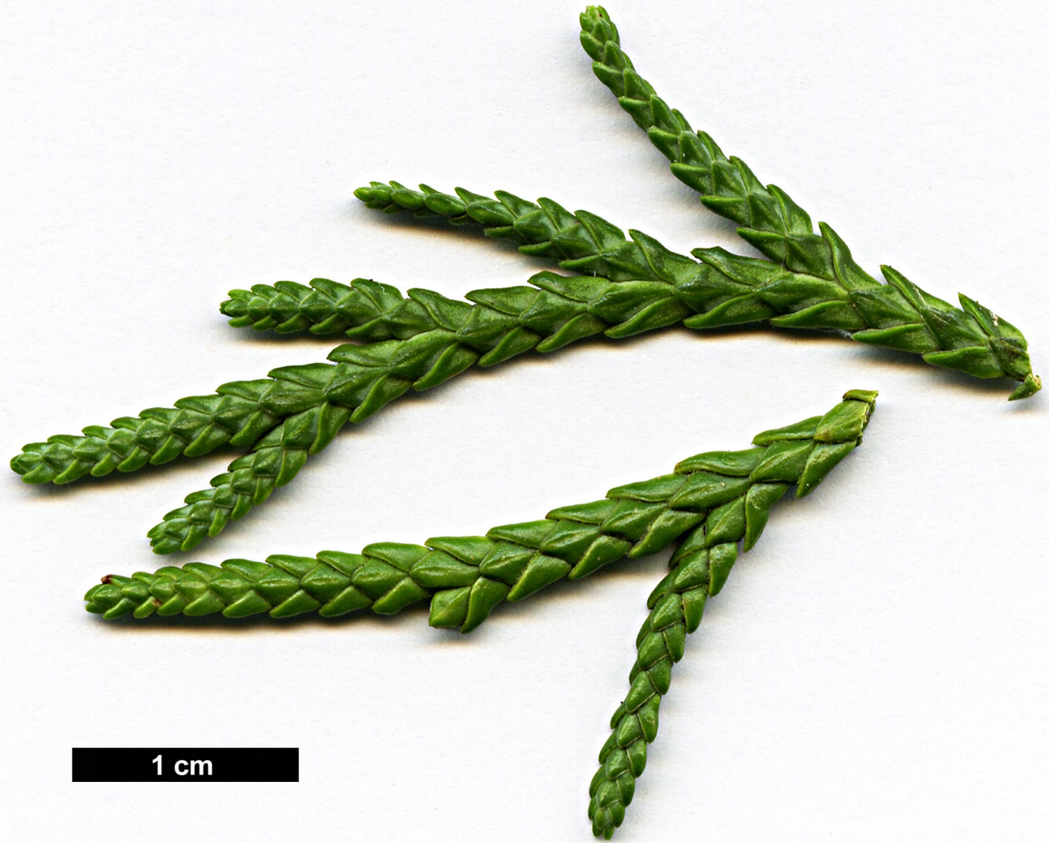High resolution image: Family: Cupressaceae - Genus: Thuja - Taxon: standishii