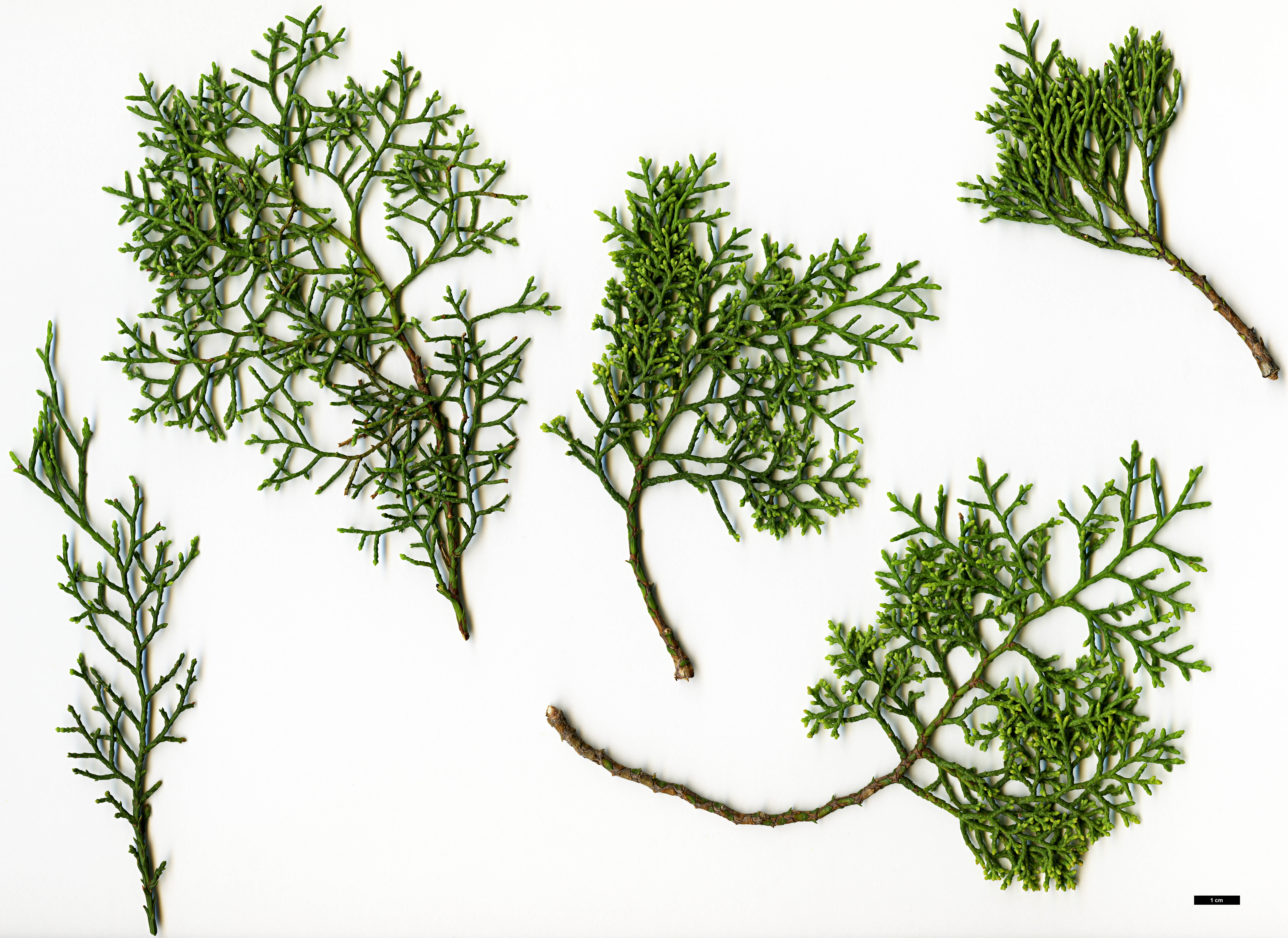 High resolution image: Family: Cupressaceae - Genus: Widdringtonia - Taxon: nodiflora