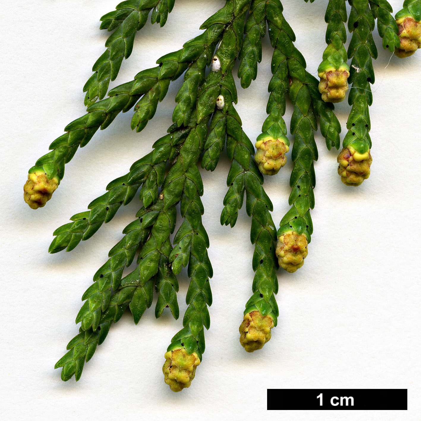 High resolution image: Family: Cupressaceae - Genus: Xanthocyparis - Taxon: nootkatensis - SpeciesSub: 'Pendula'