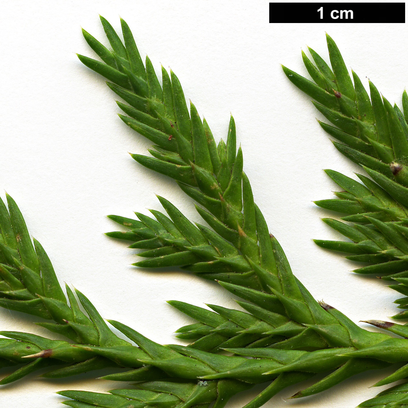 High resolution image: Family: Cupressaceae - Genus: Xanthocyparis - Taxon: vietnamensis