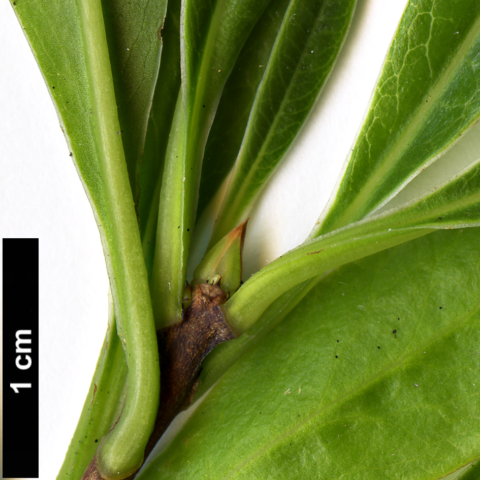 High resolution image: Family: Cyrillaceae - Genus: Cyrilla - Taxon: racemiflora