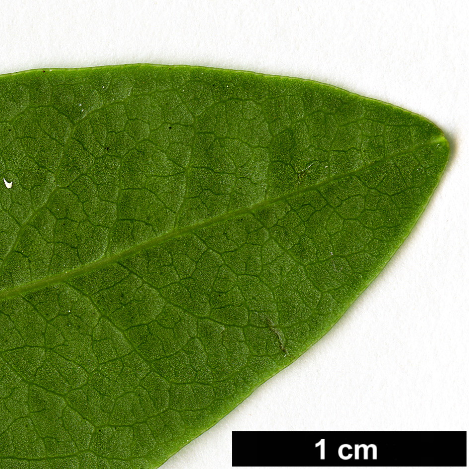 High resolution image: Family: Cyrillaceae - Genus: Cyrilla - Taxon: racemiflora